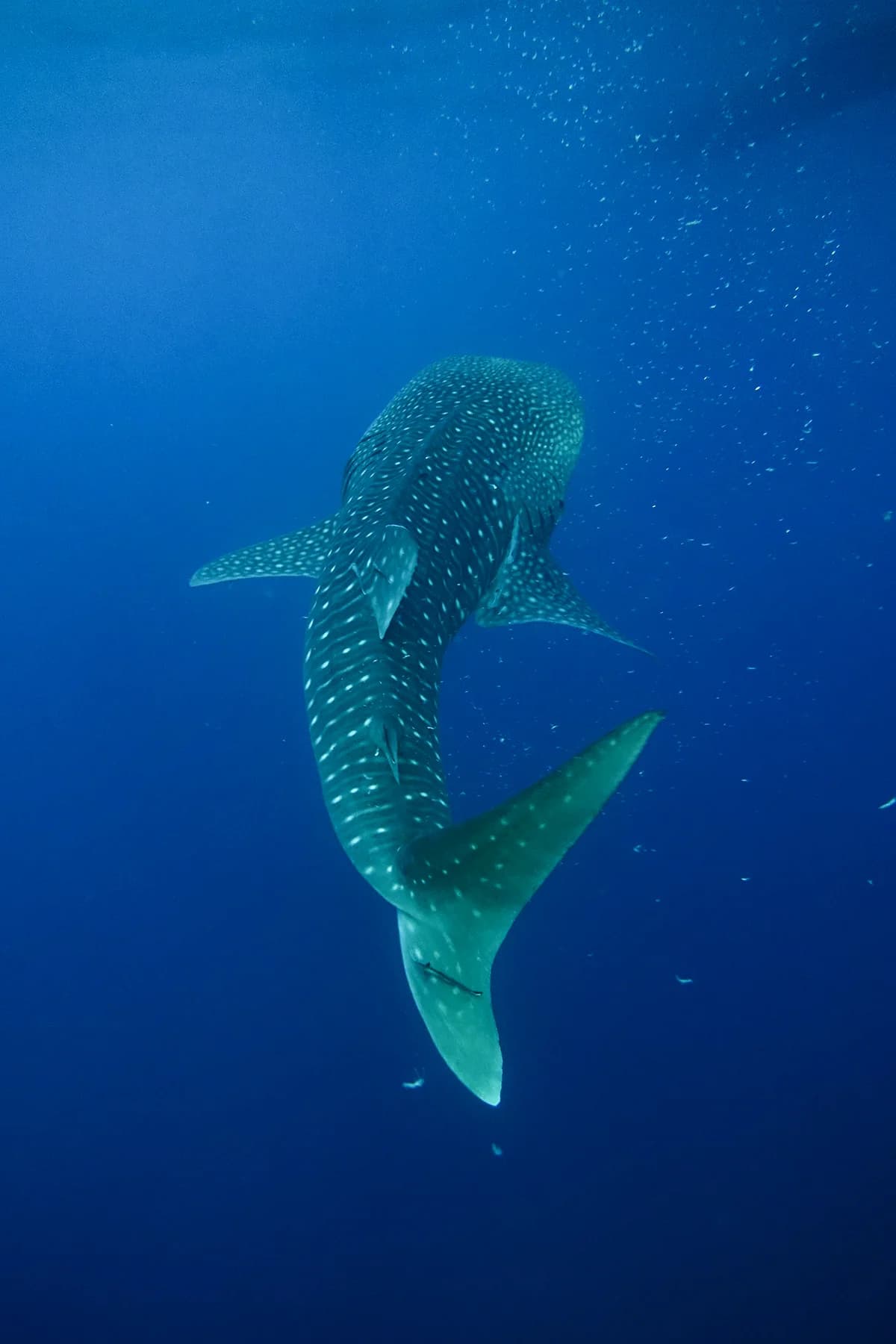 3 Days Whaleshark Encounter in Sumbawa 6