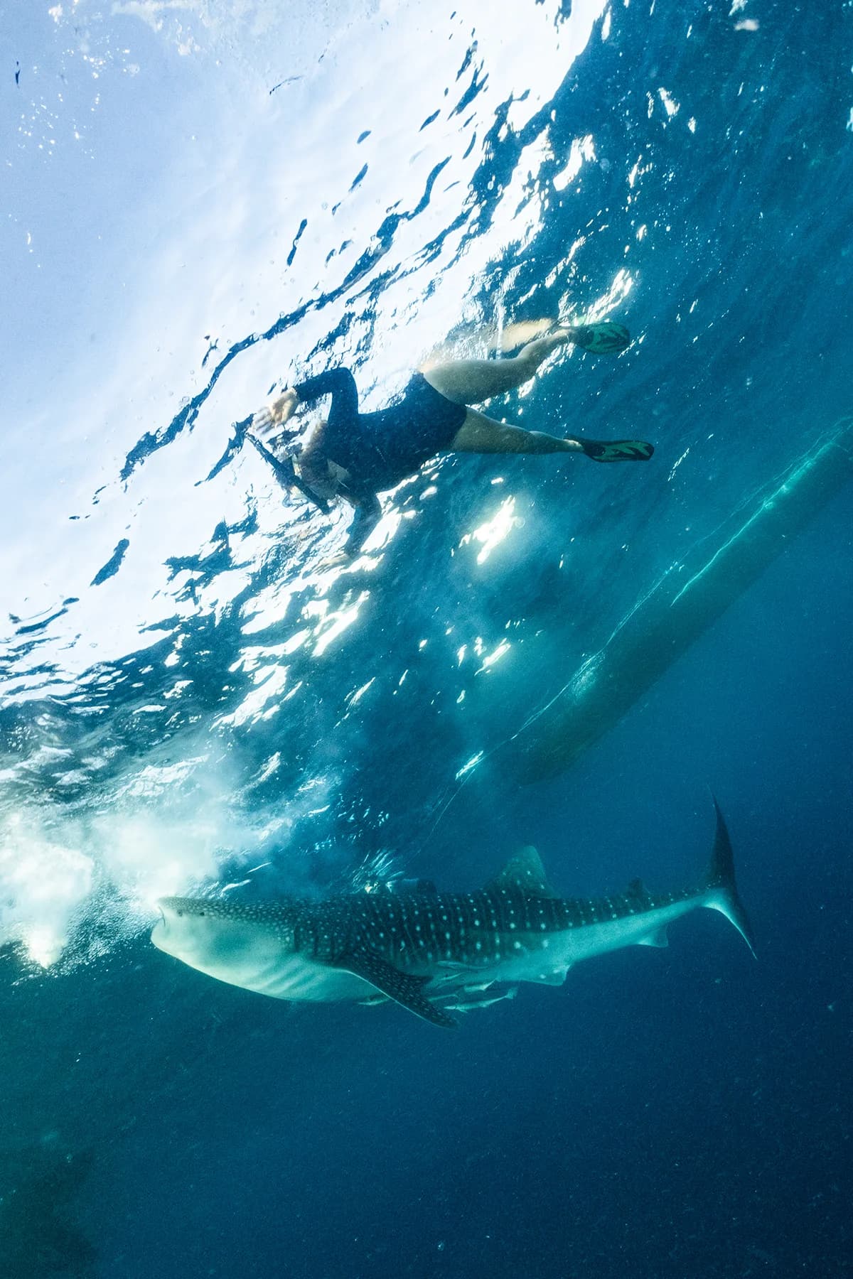 3 Days Whaleshark Encounter in Sumbawa 7