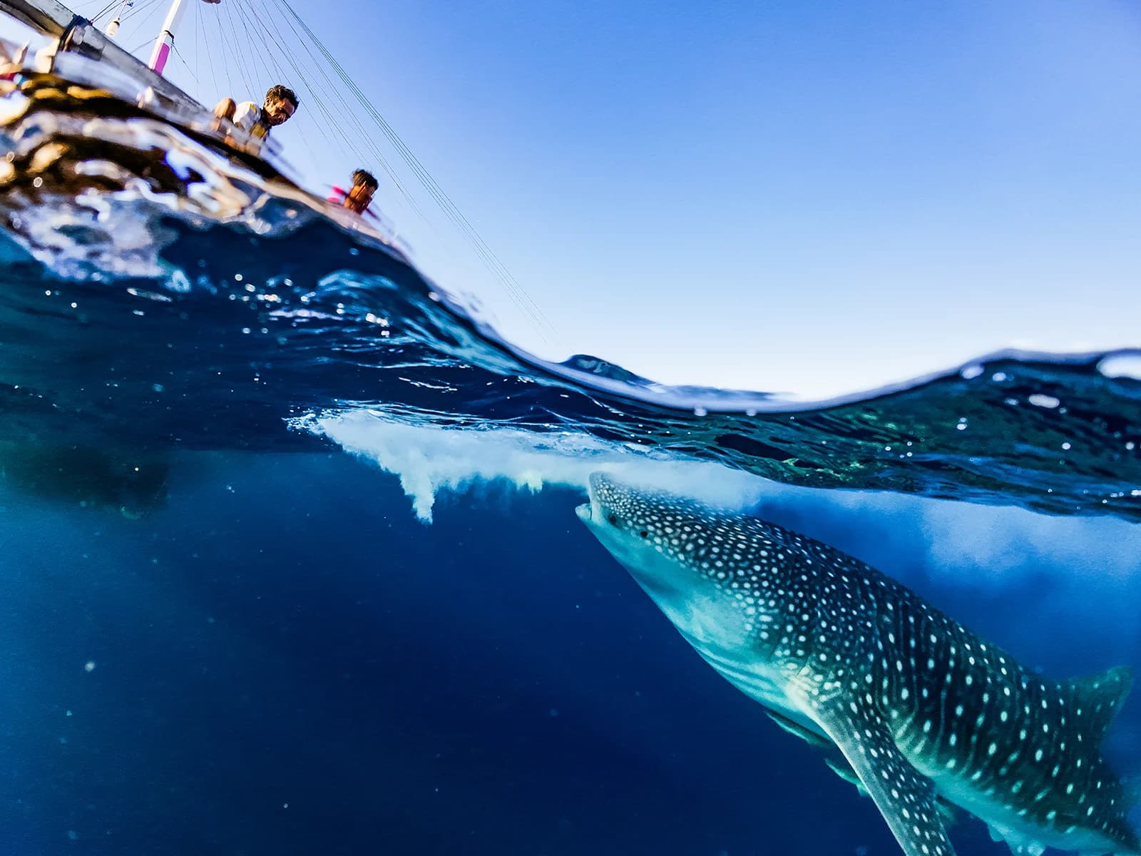 3 Days Whaleshark Encounter in Sumbawa