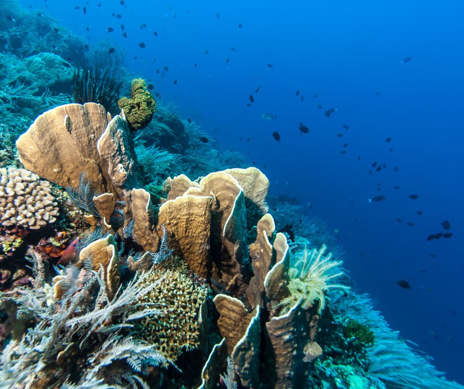 Learn Scuba Diving in Sulawesi 14