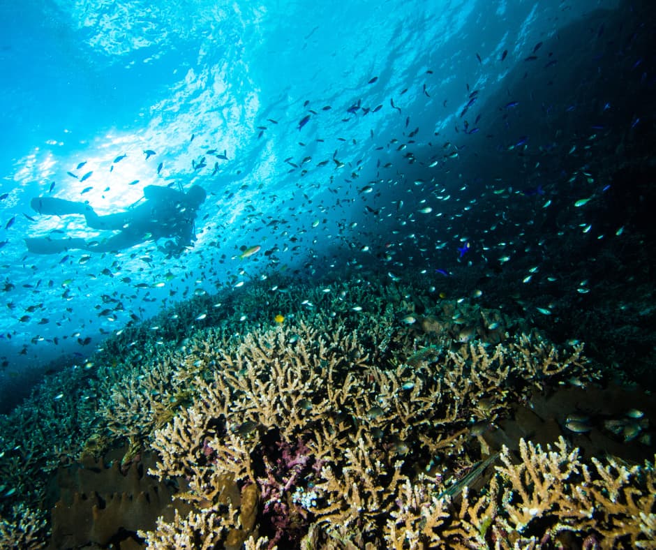 Learn Scuba Diving in Sulawesi 15