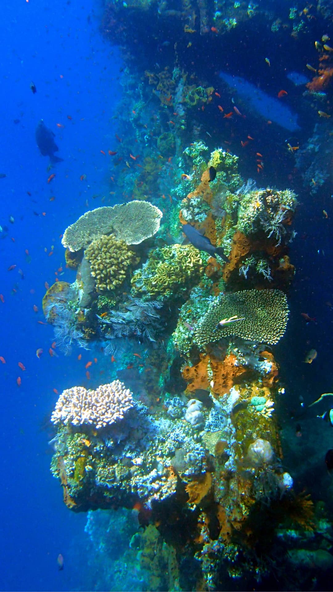 Learn Freediving in Tulamben 5