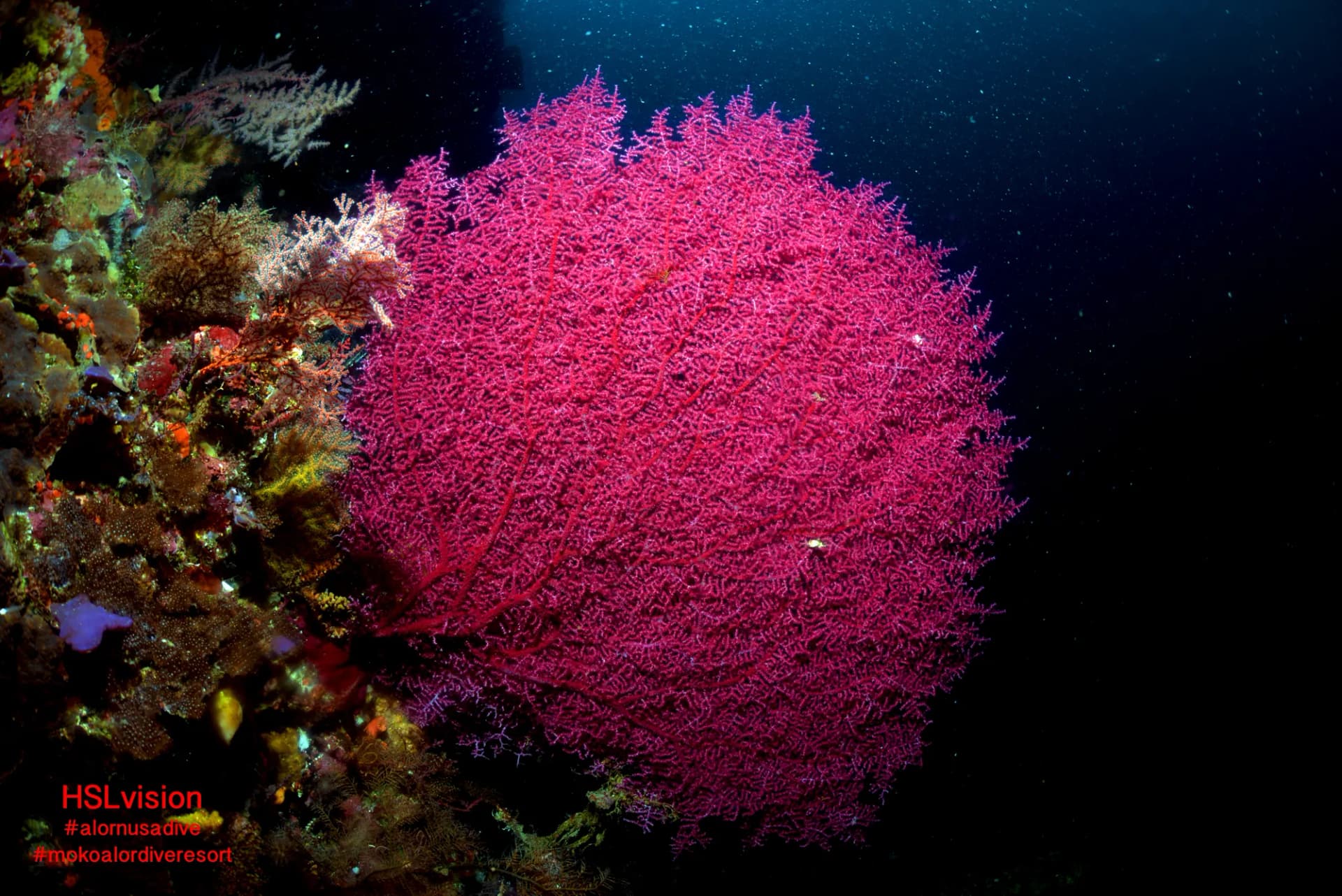 Moko Alor Dive Resort 8