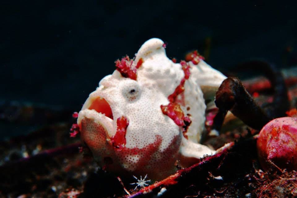 Moko Alor Dive Resort 10