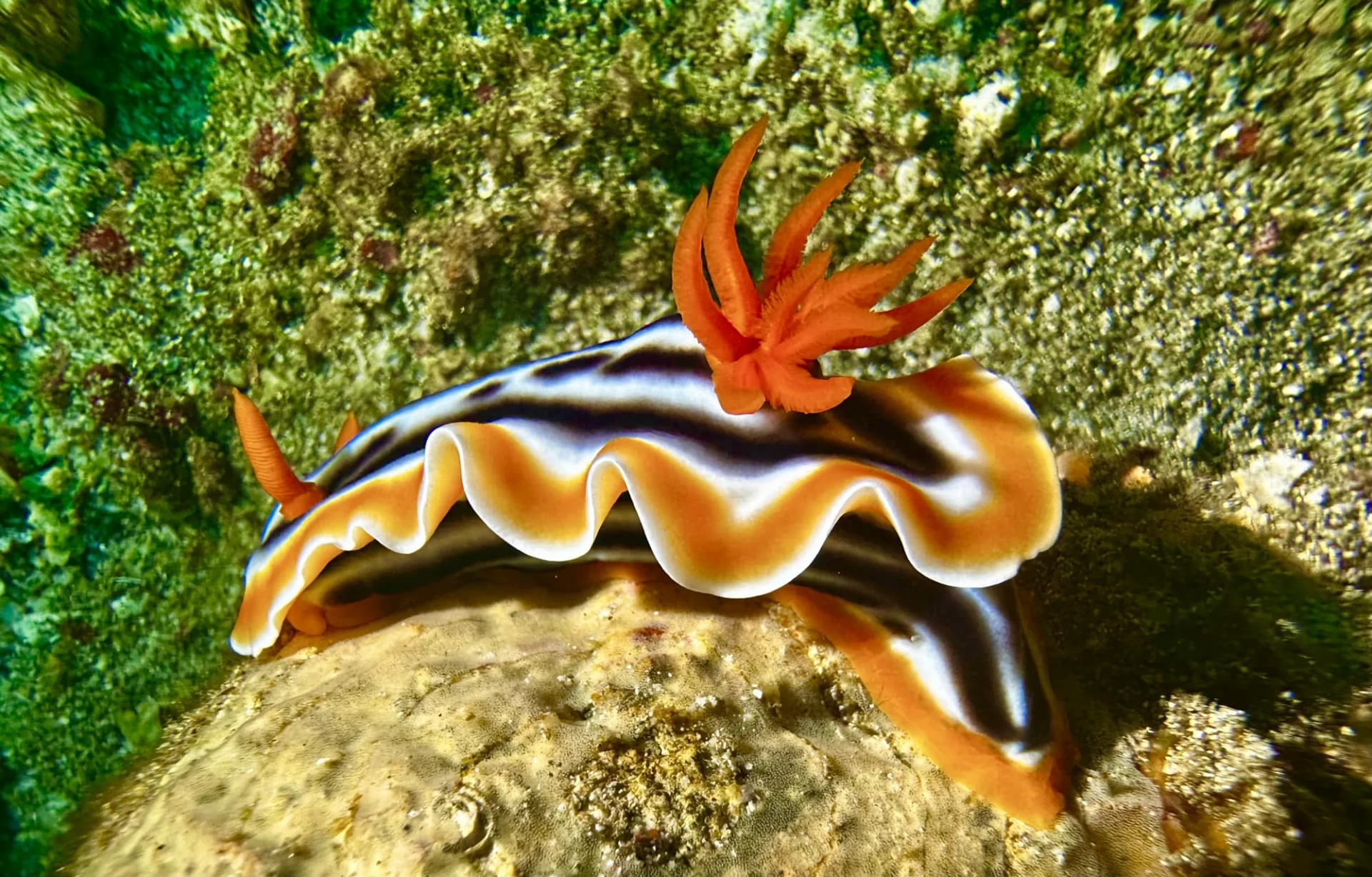 Moko Alor Dive Resort 12