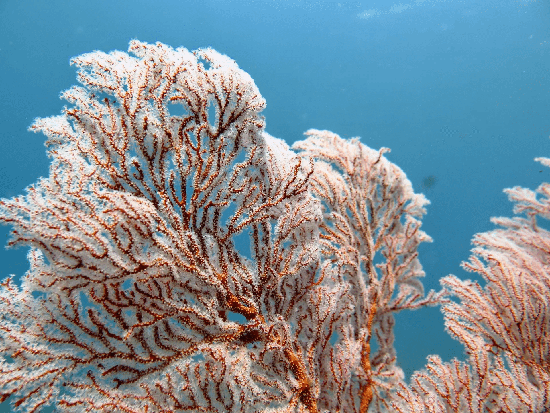 Coral Farming Course in Amed 9