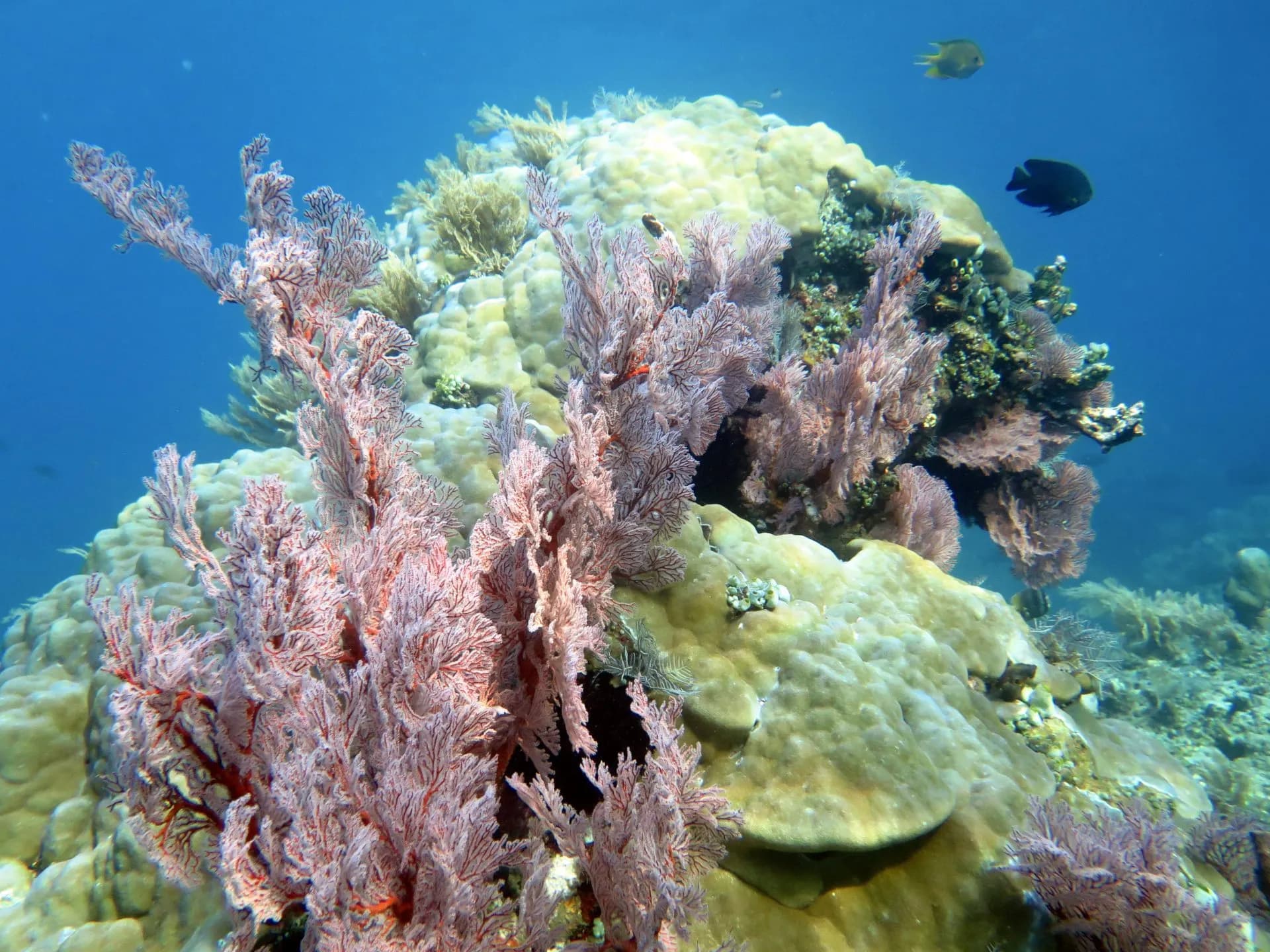 Coral Farming Course in Amed 10