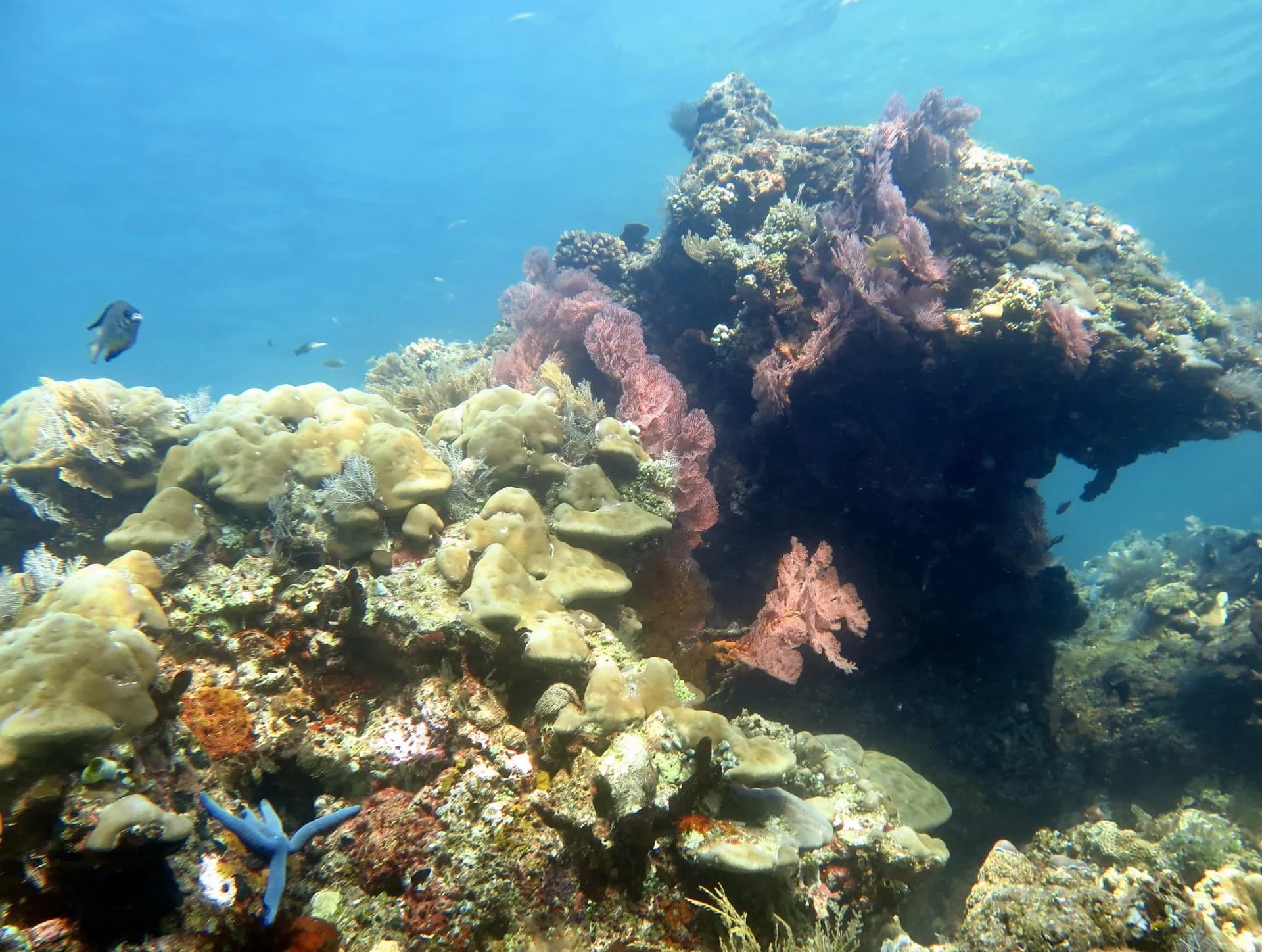 Coral Farming Course in Amed 11
