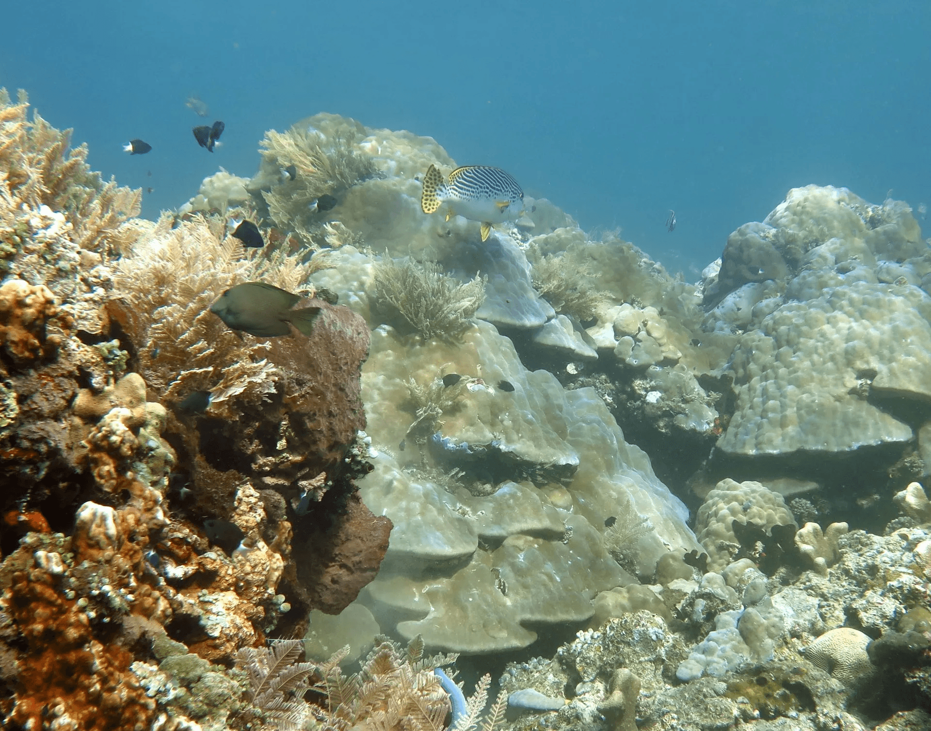 Coral Farming Course in Amed 12