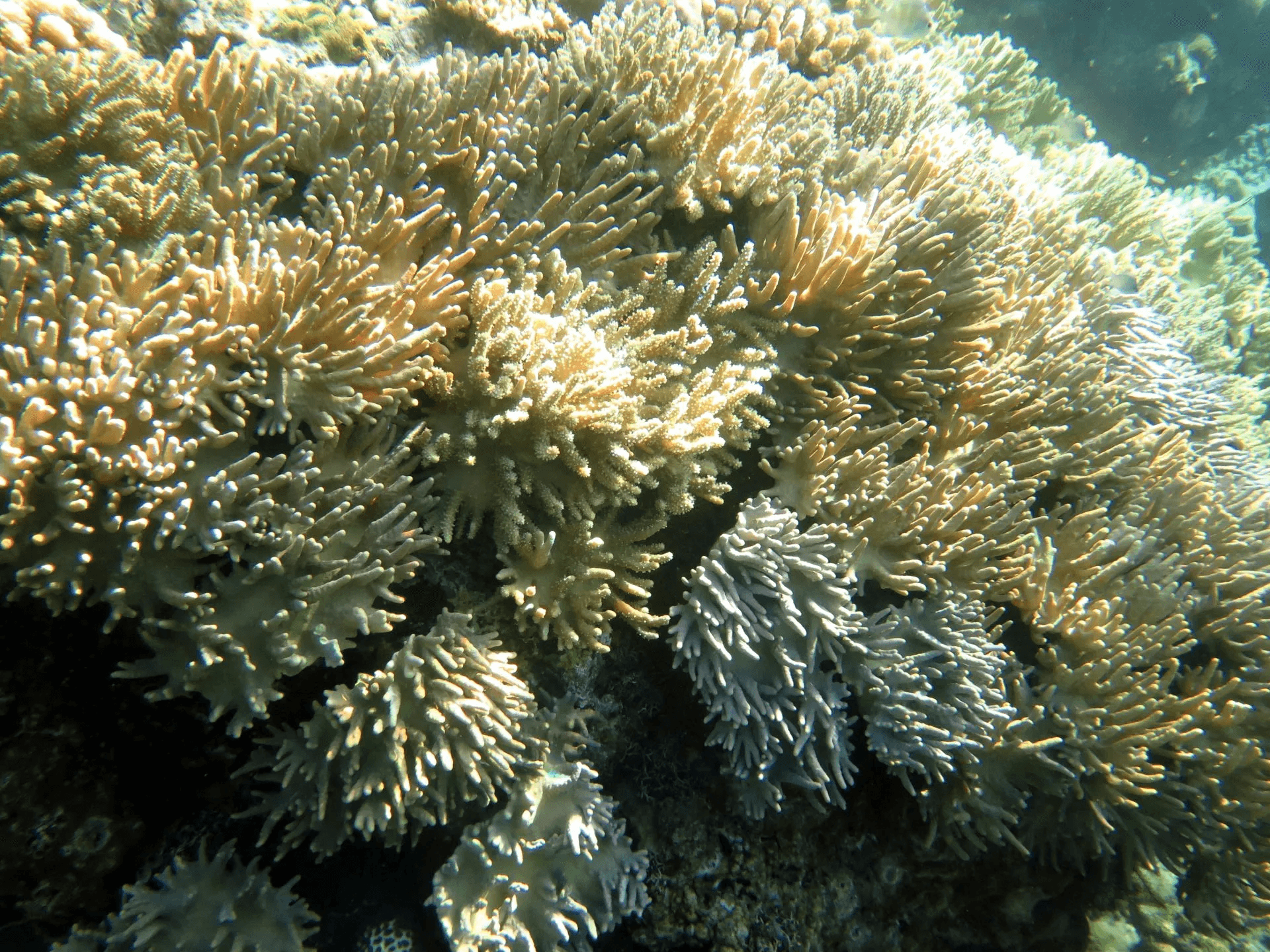 Coral Farming Course in Amed 13