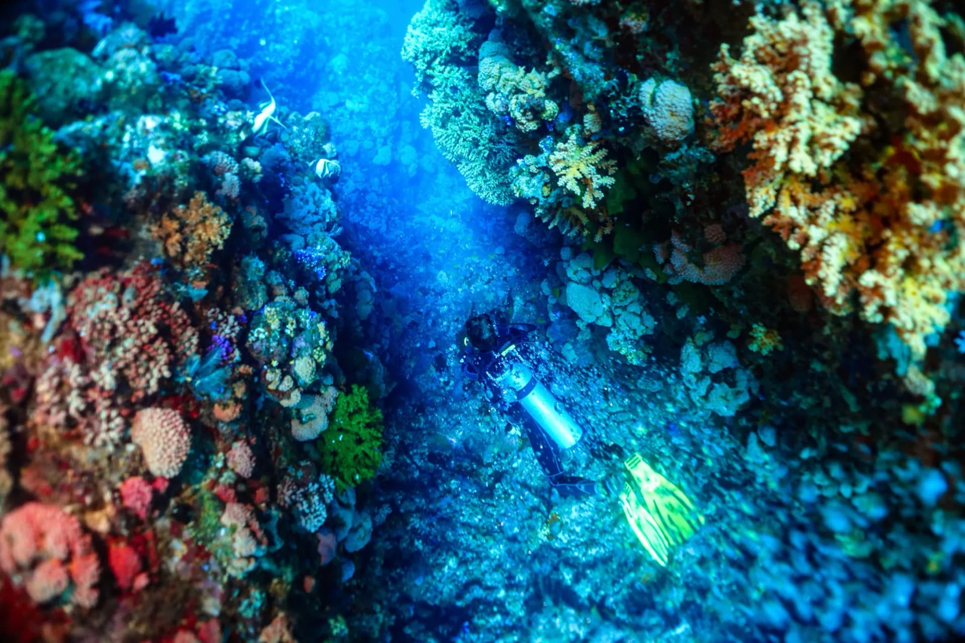 Scuba Diving Liveaboard in Komodo 9