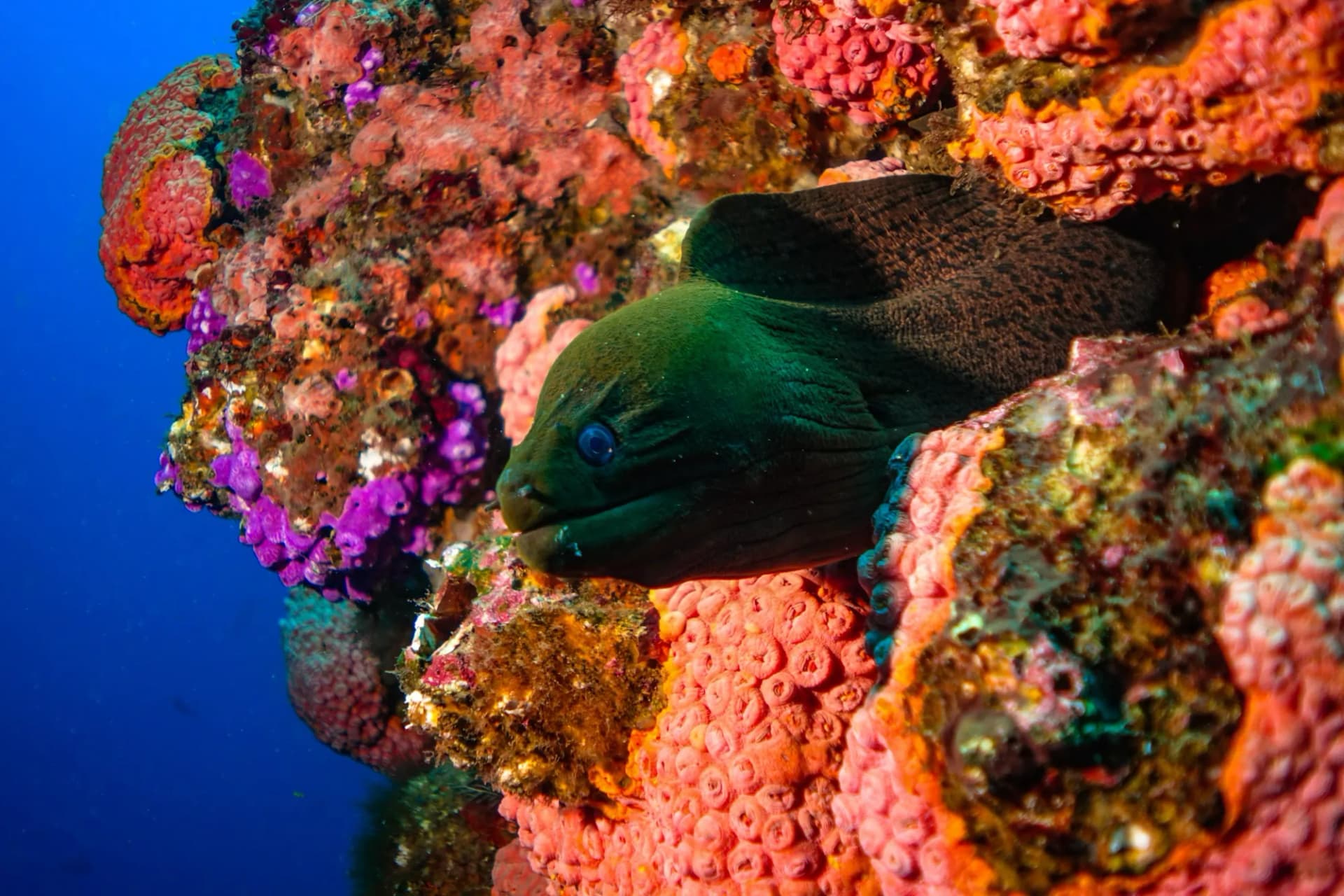 Scuba Diving Liveaboard in Komodo 19