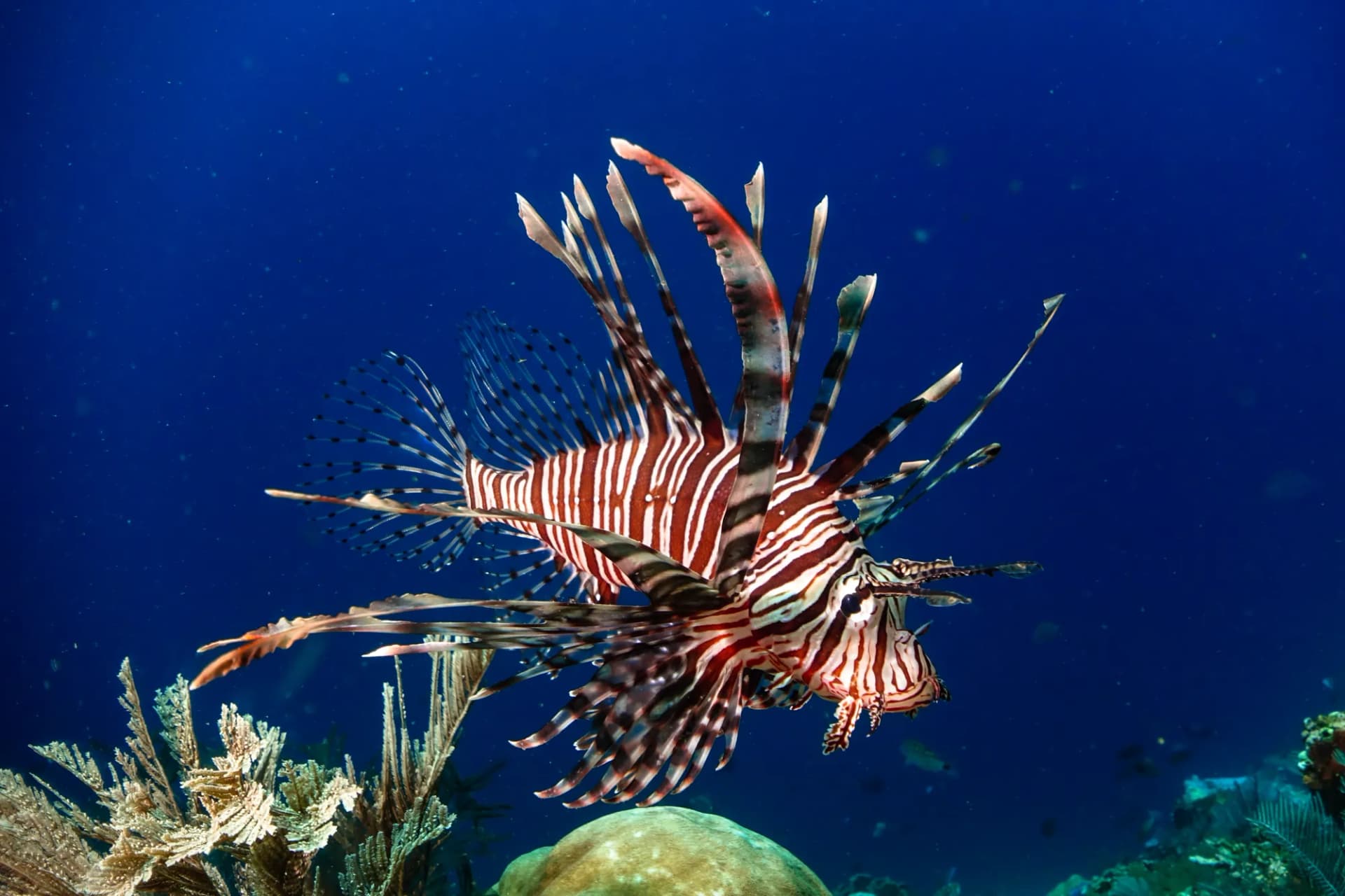 Scuba Diving Liveaboard in Komodo 21