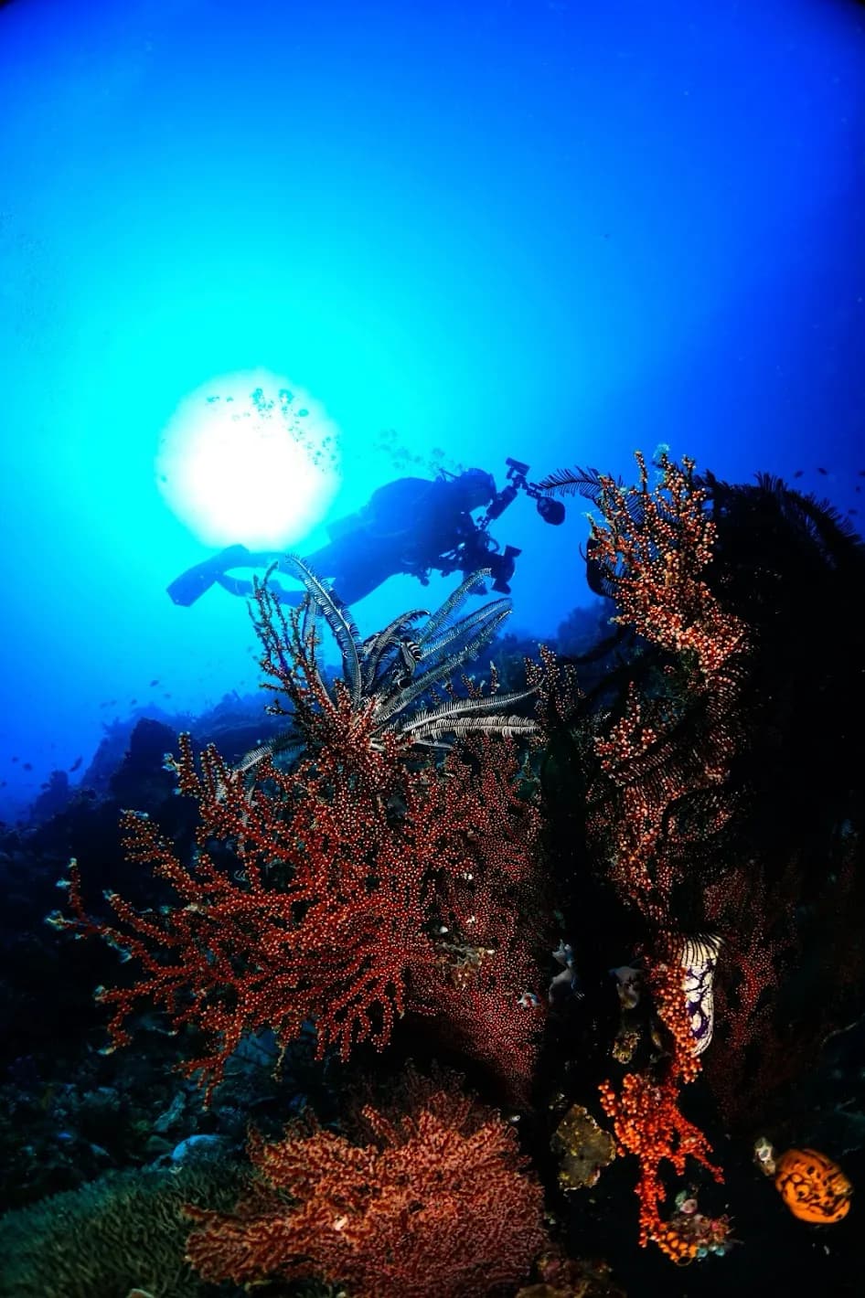 Scuba Diving Liveaboard in Komodo 11