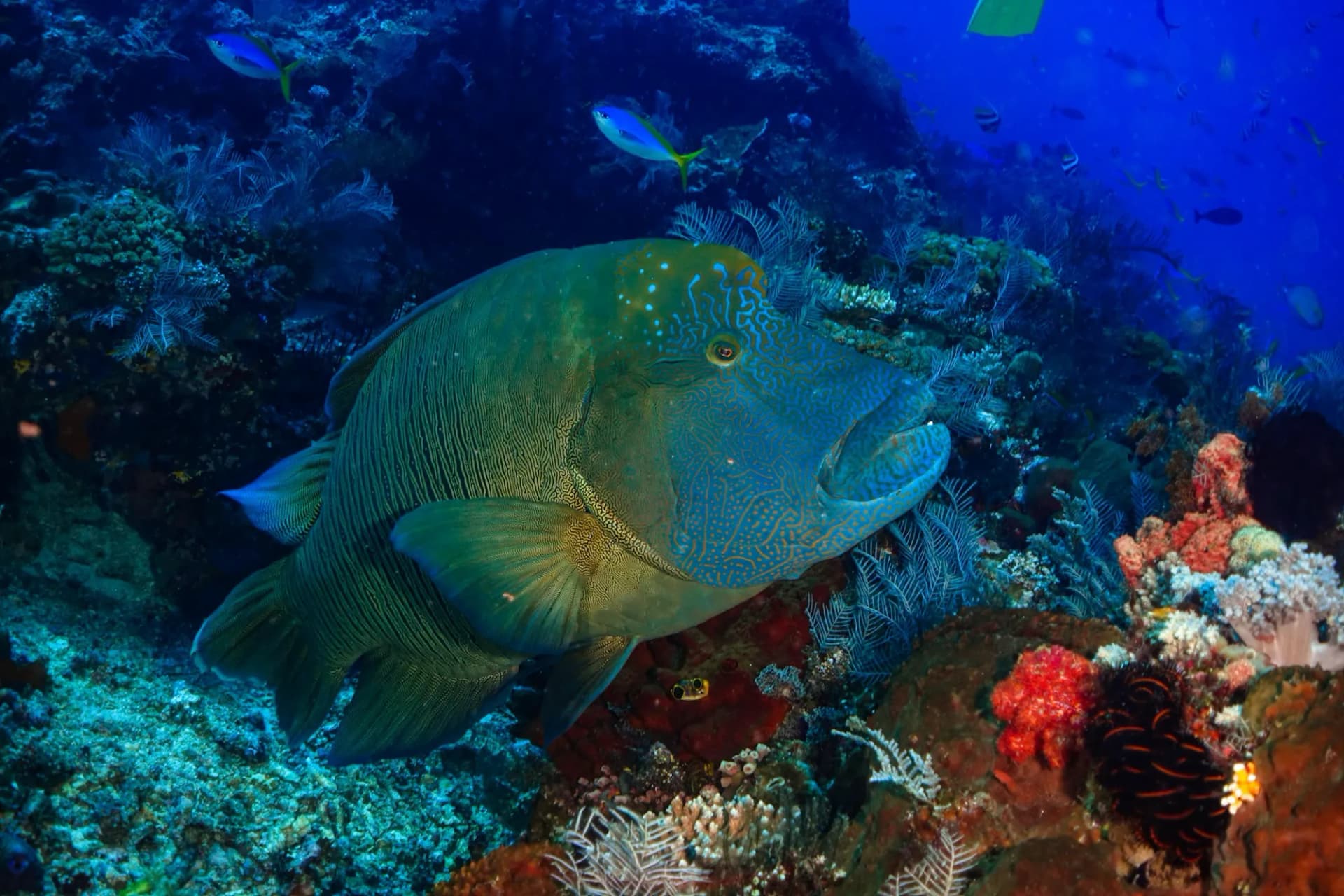 Scuba Diving Liveaboard in Komodo 15