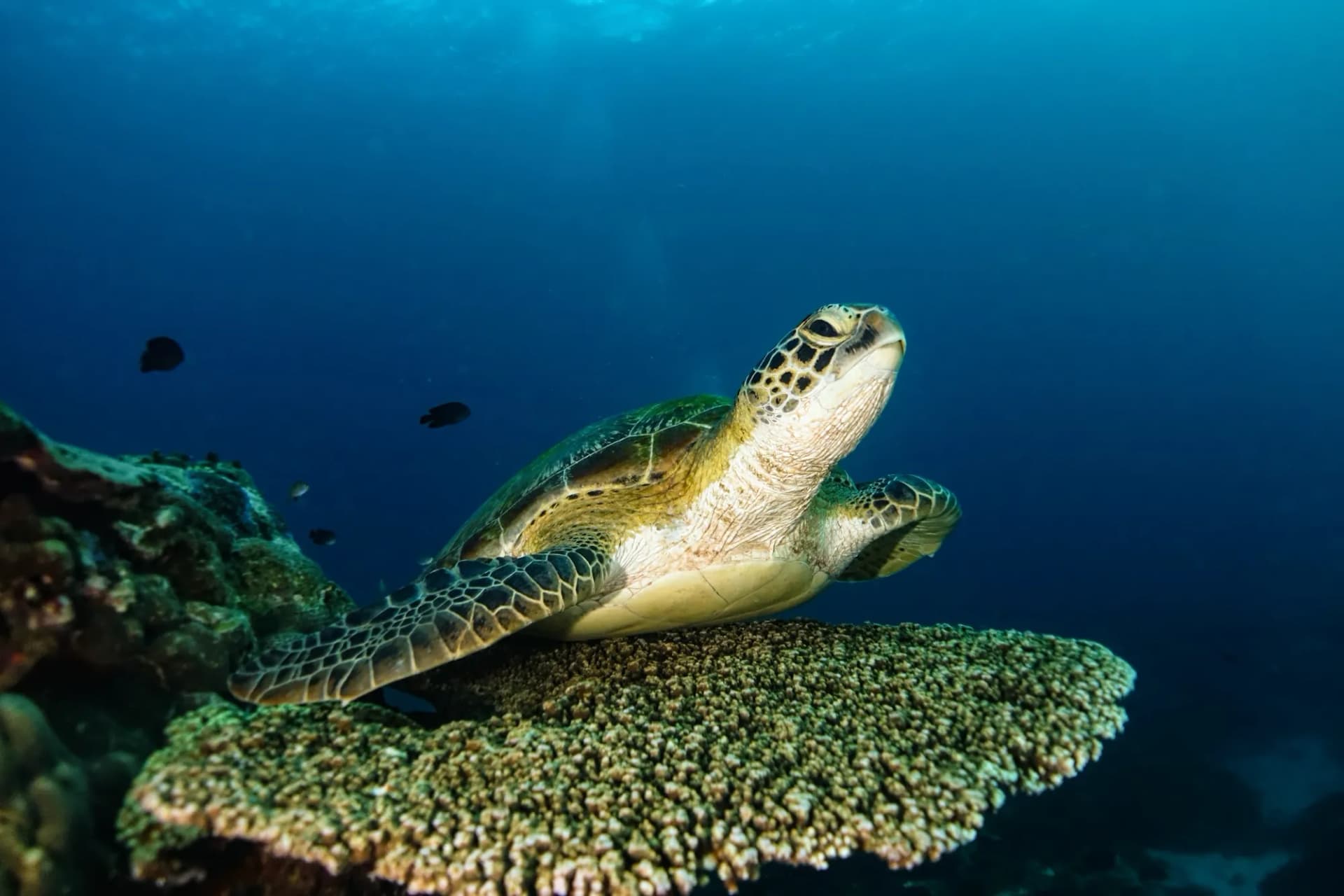 Scuba Diving Liveaboard in Komodo 22
