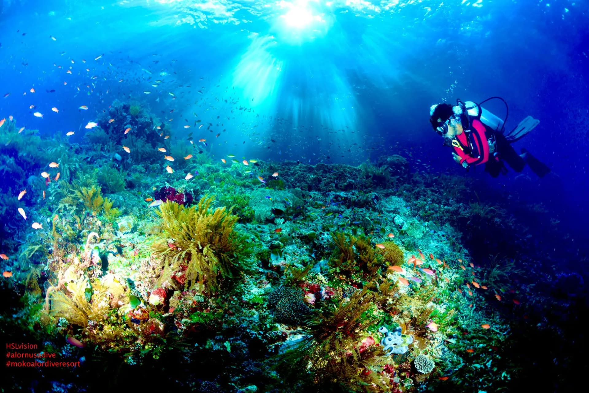Bali Coral Conservation Expedition: This November, Dive, Restore & Explore
