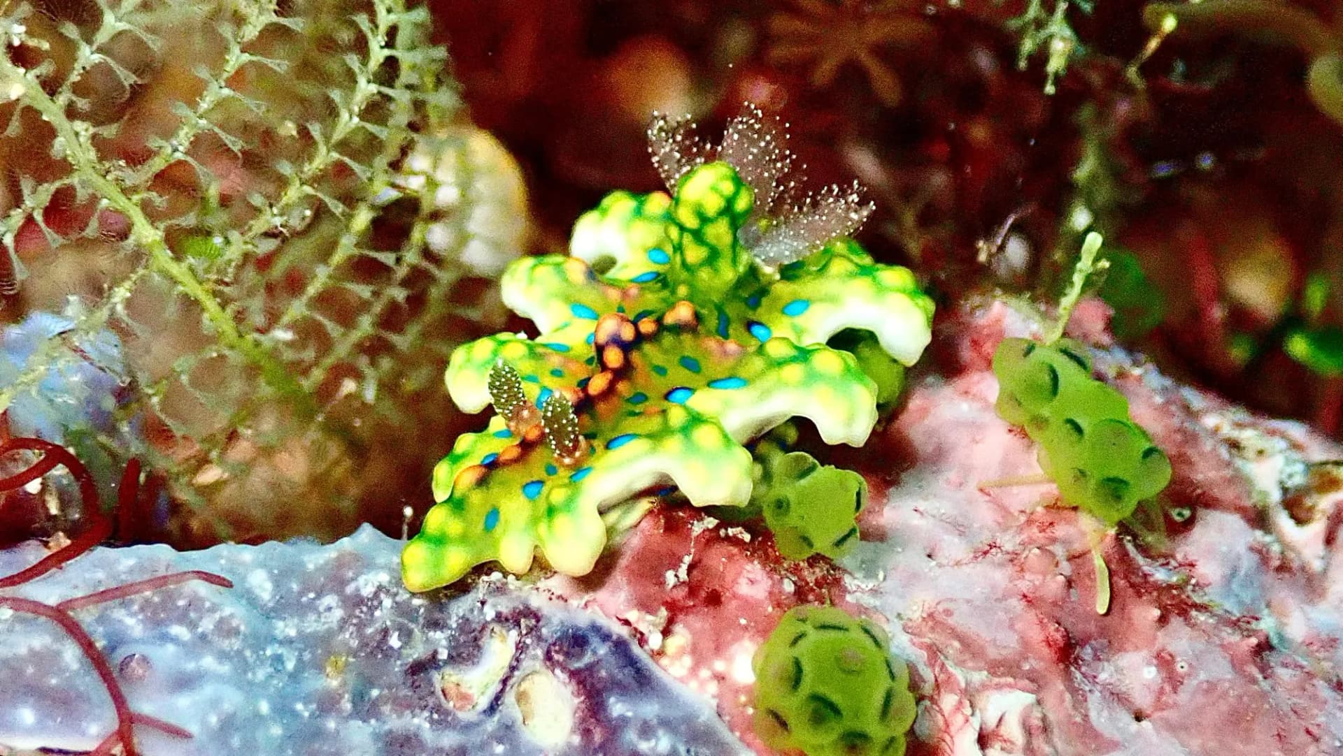 Moko Alor Dive Resort 18