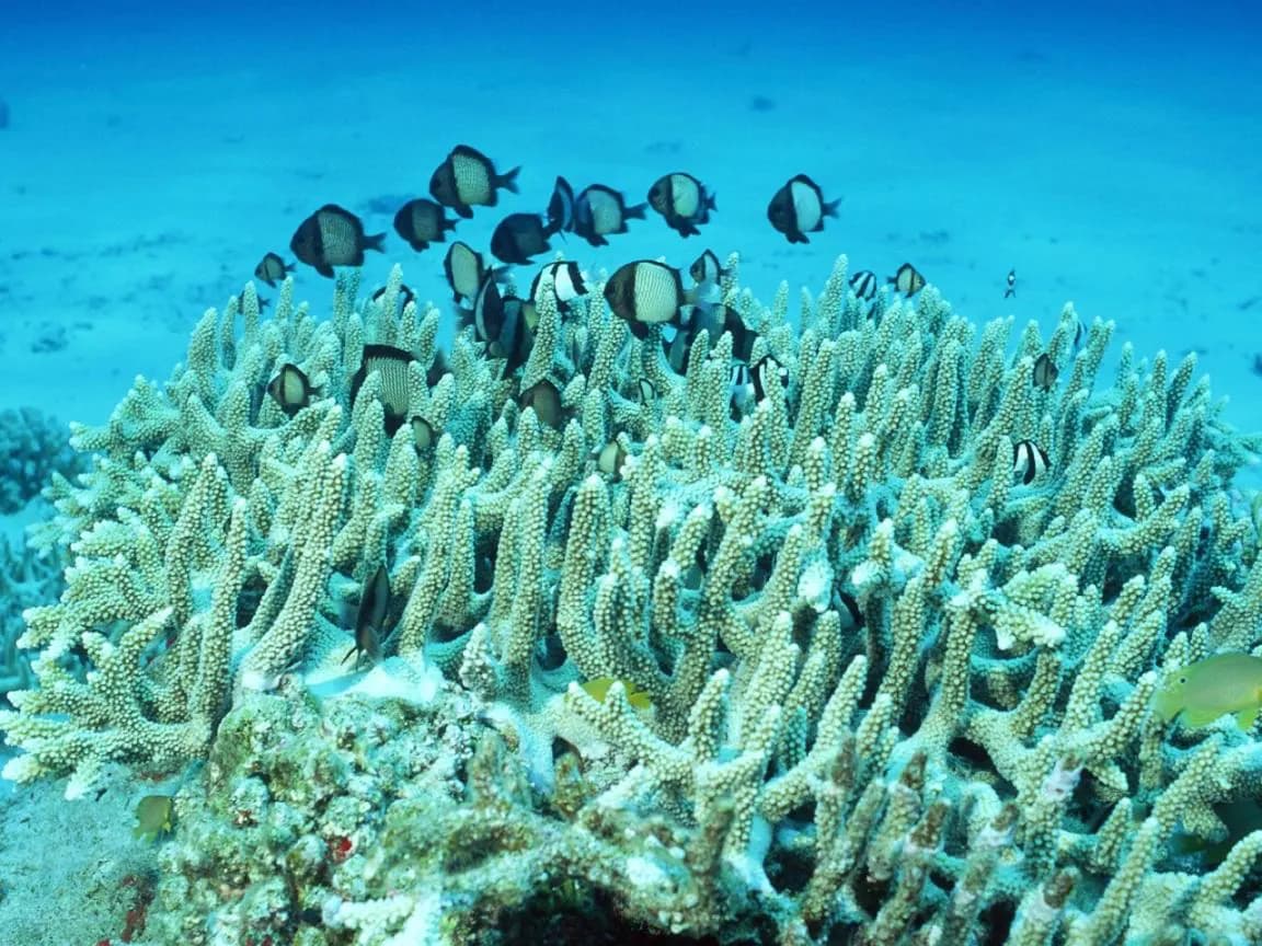 Kadidiri Paradise Resort and Dive Center 14