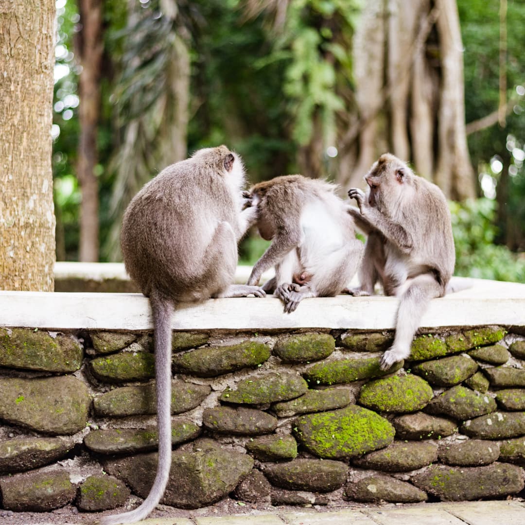 Private Day Trip in Bali with a Guide 5