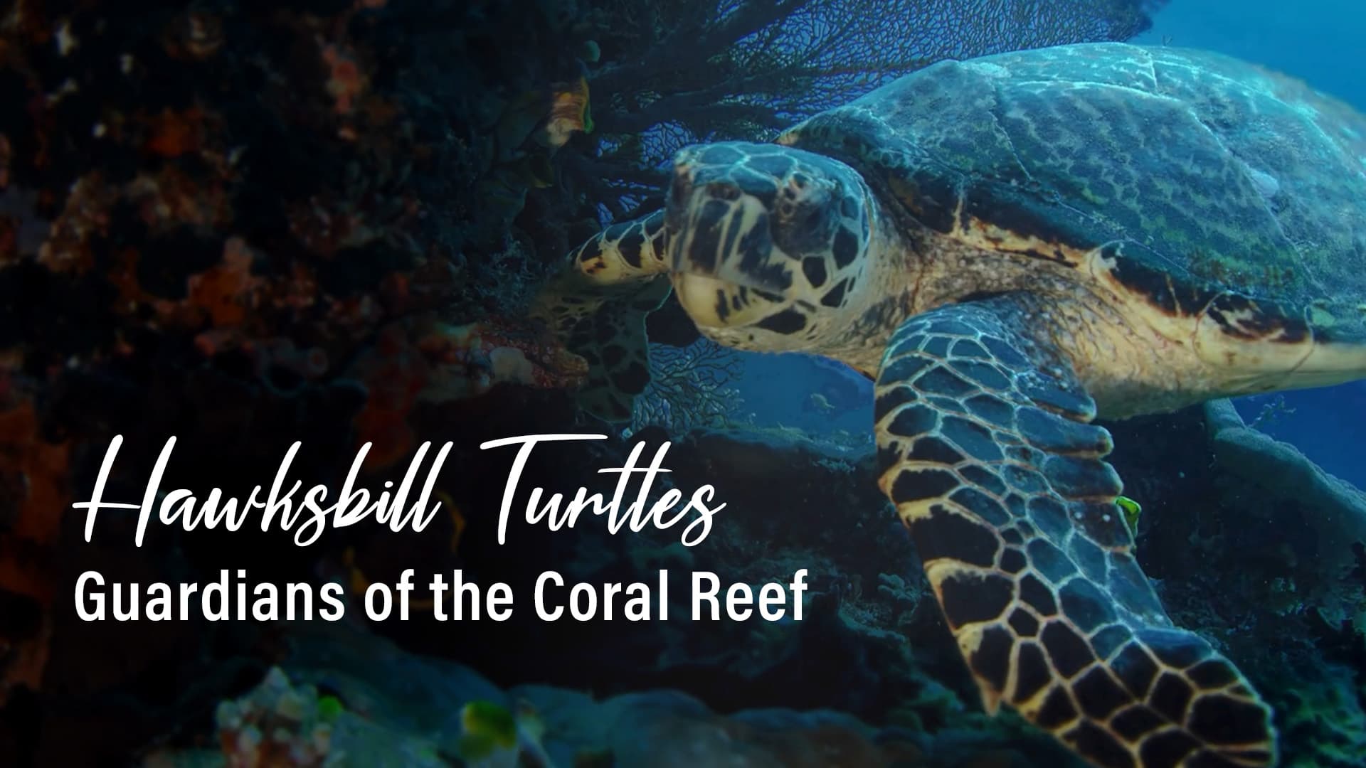 Hawksbill Turtles: Guardians of the Coral Reef