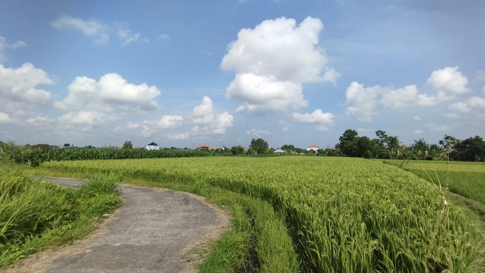 E-bike Tour Around Ubud 8