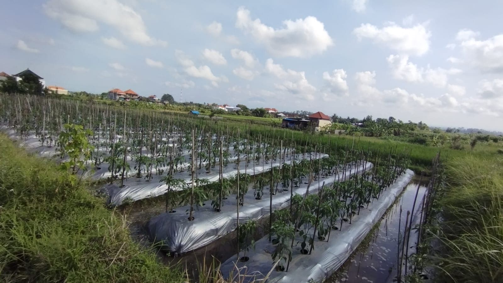 E-bike Tour Around Ubud 12