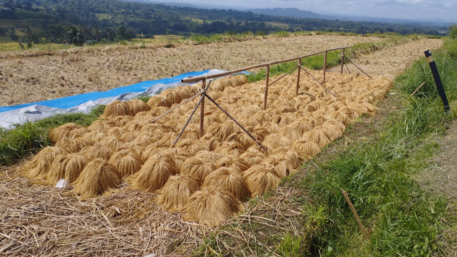 E-bike Tour in Jatiluwih Rice Terraces 6