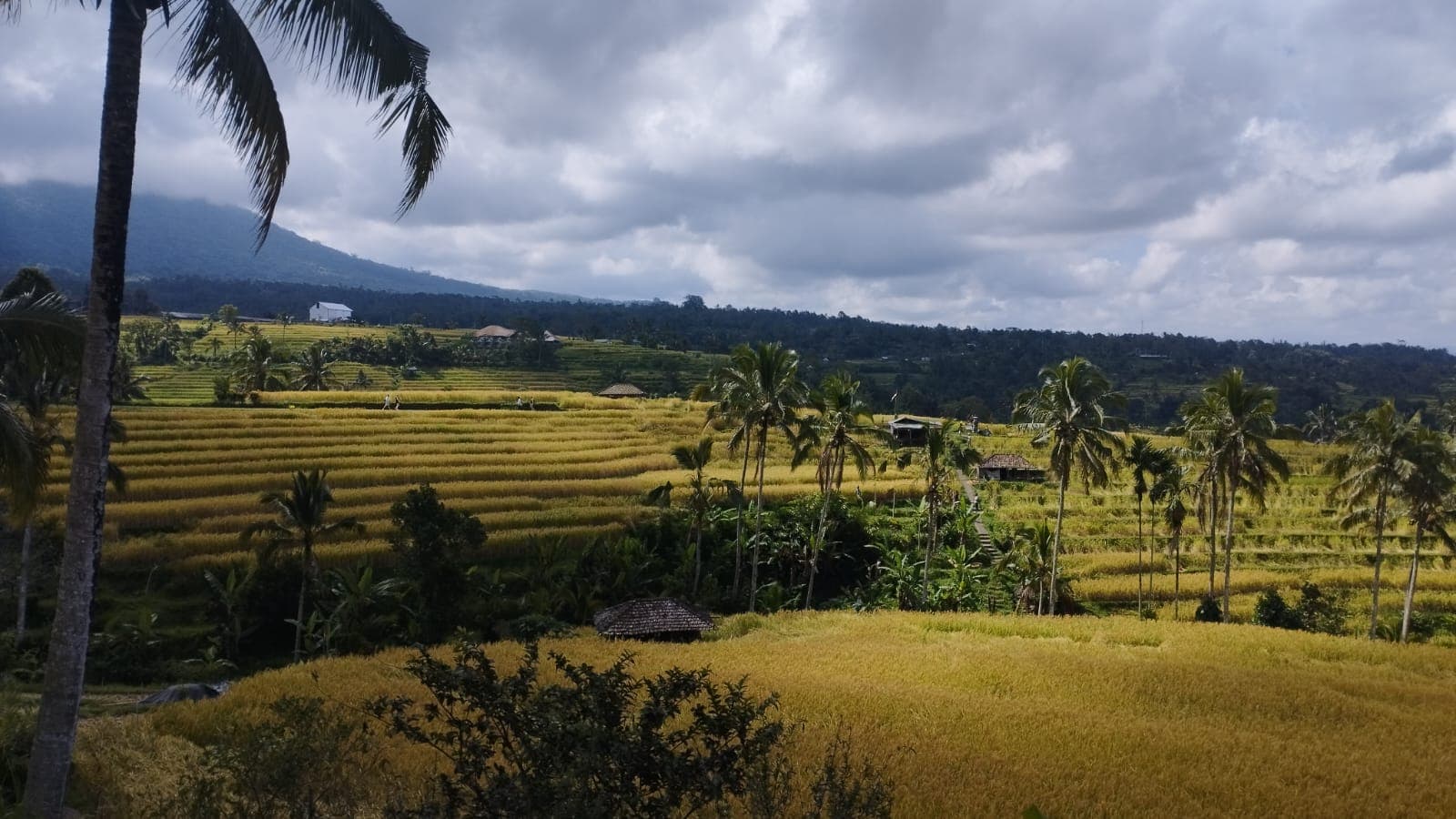 E-bike Tour in Jatiluwih Rice Terraces 2