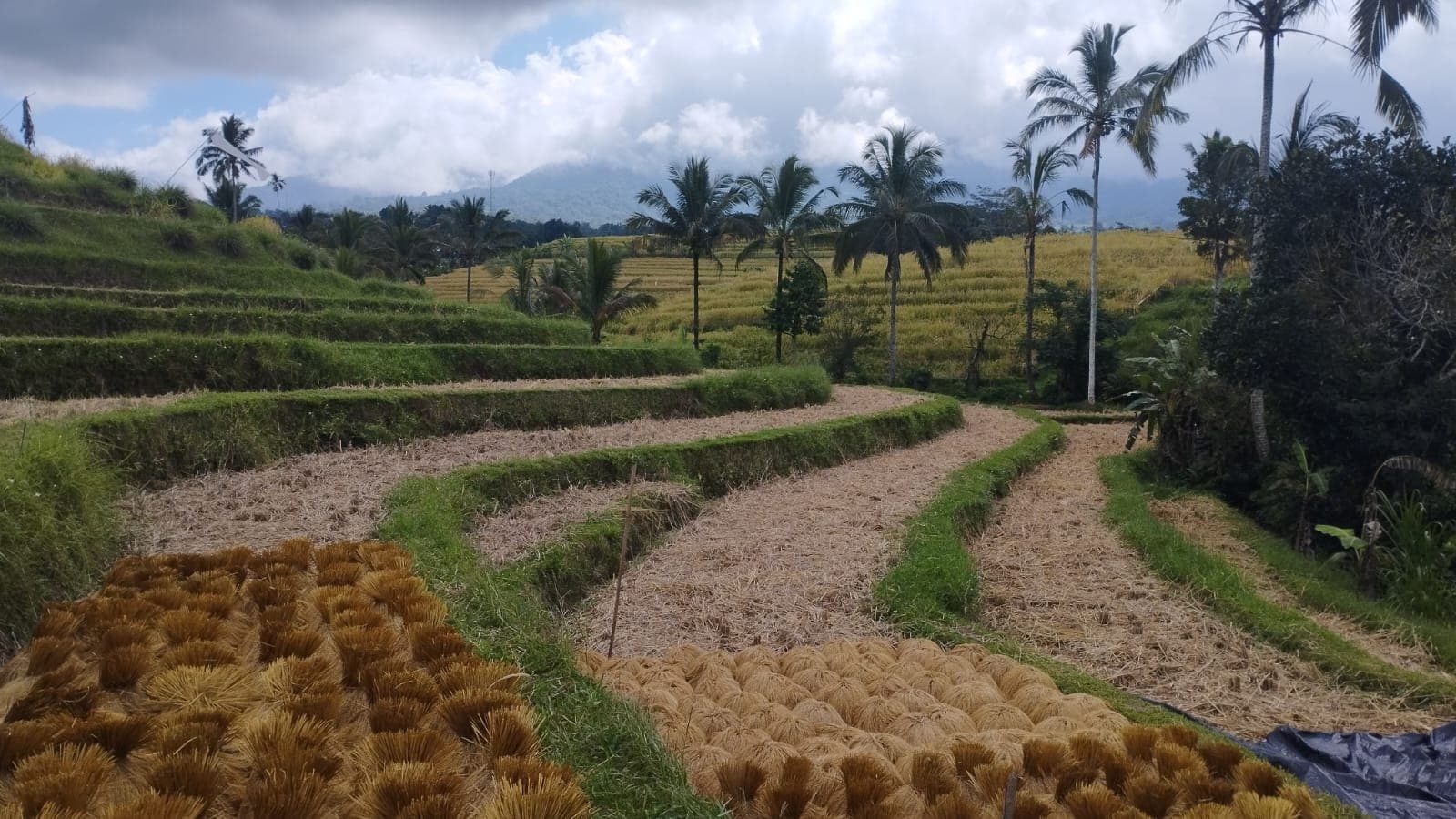 E-bike Tour in Jatiluwih Rice Terraces 5