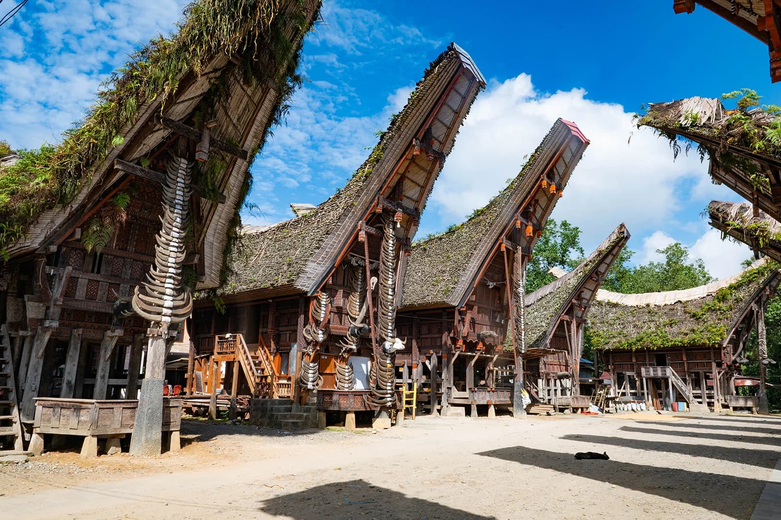 5 Days Tour in Toraja 15