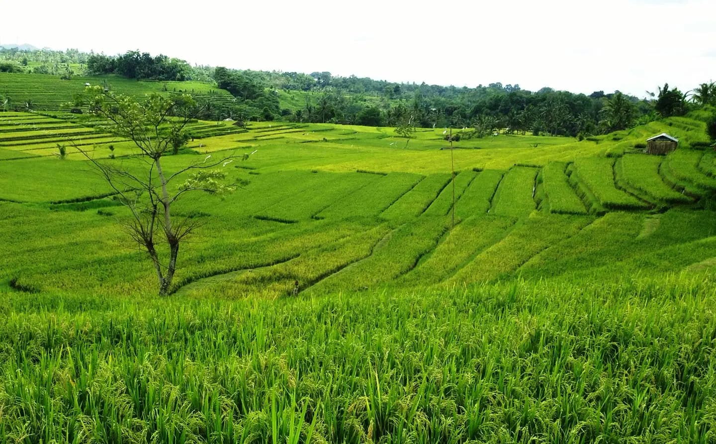 E-bike Tour in Jatiluwih Rice Terraces 13