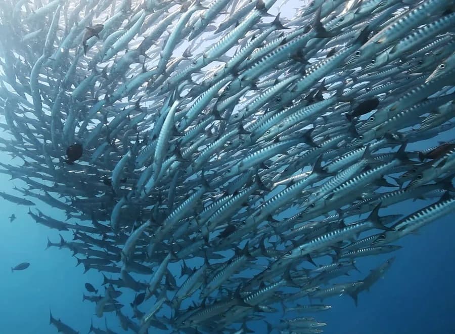 Maratua Seaview Resort 41