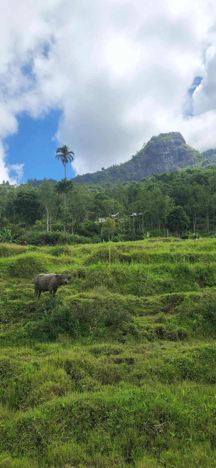 7 Days Tour in South Sulawesi | Toraja – Lake Tempe  – Rammang Rammang 13