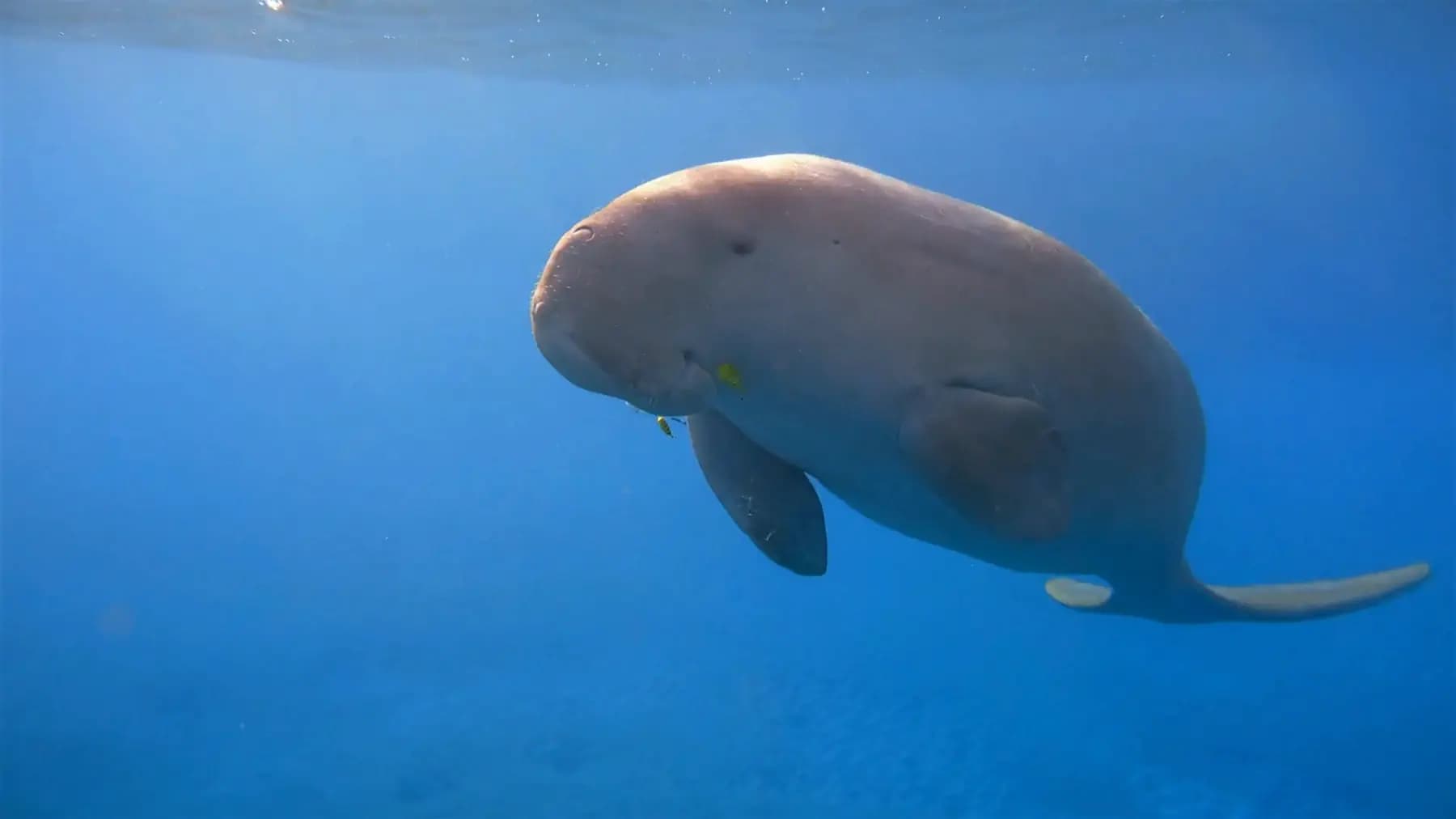 5 faits incroyables sur les dugongs : Les gentils géants des mers