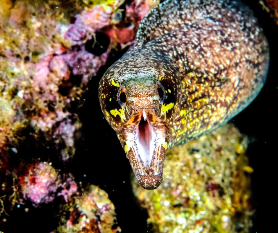 Croisière Plongée en Mer de Banda 21
