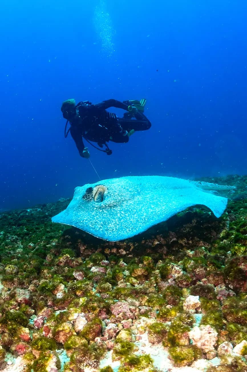 Scuba Diving Liveaboard in Komodo 17