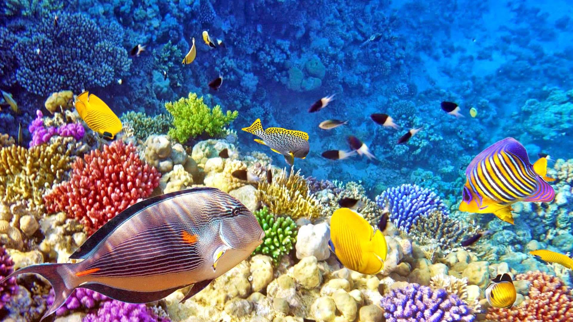 Croisière plongée sous-marine à Raja Ampat 19