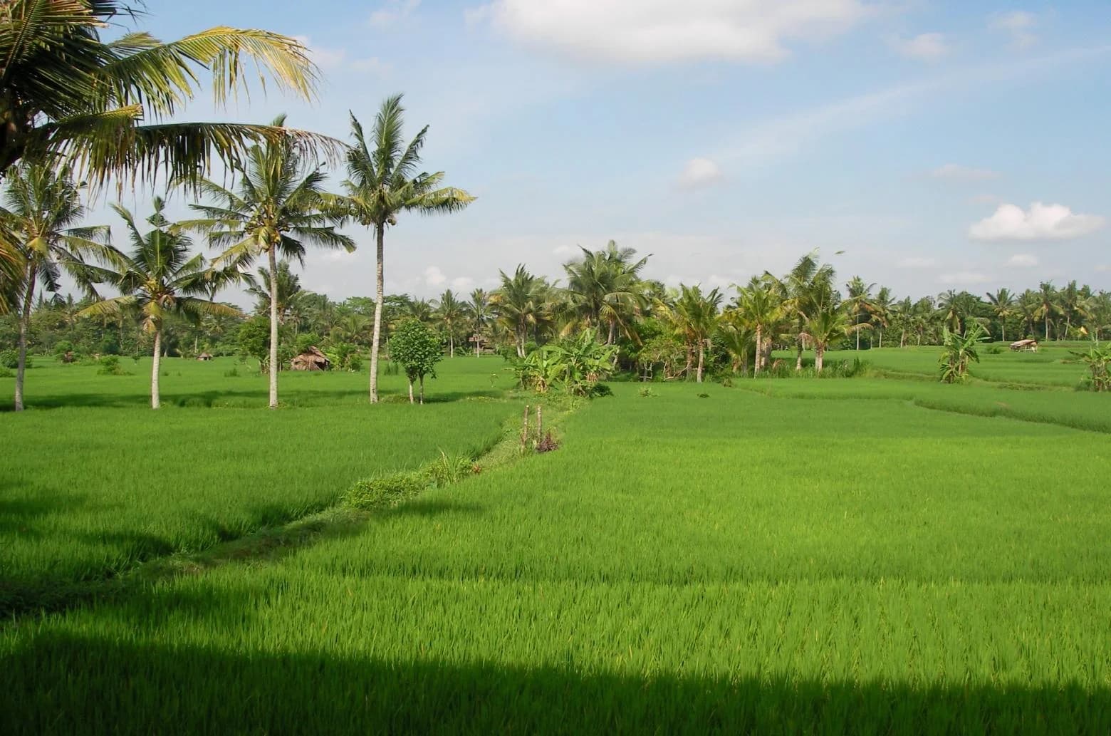 Greenfield Ubud 20