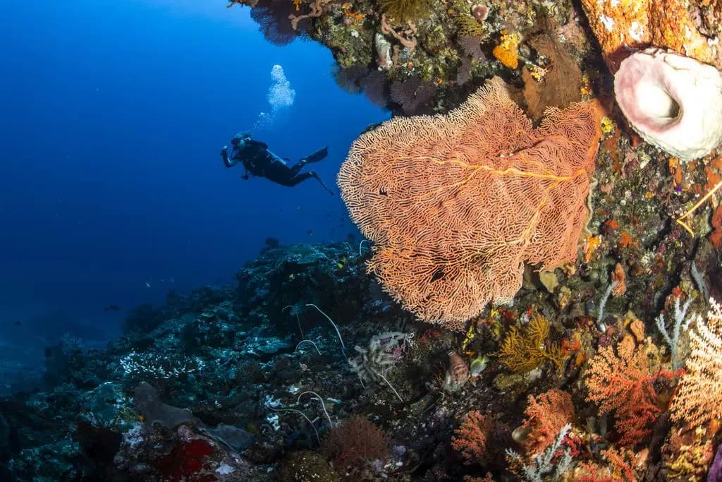 Manta Dive Resort Gili Air 7