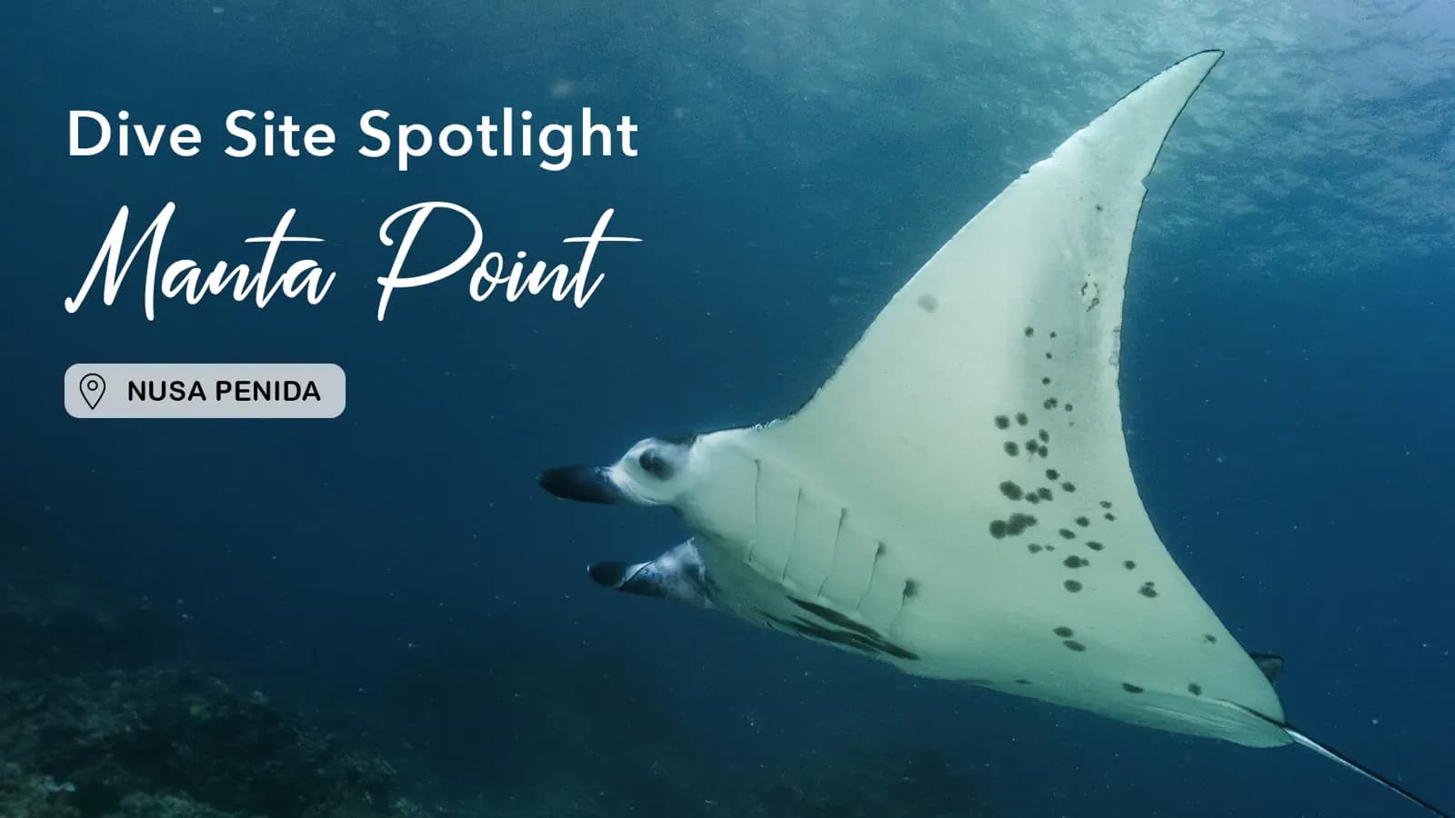 Dive Site Spotlight: Manta Point, Nusa Penida