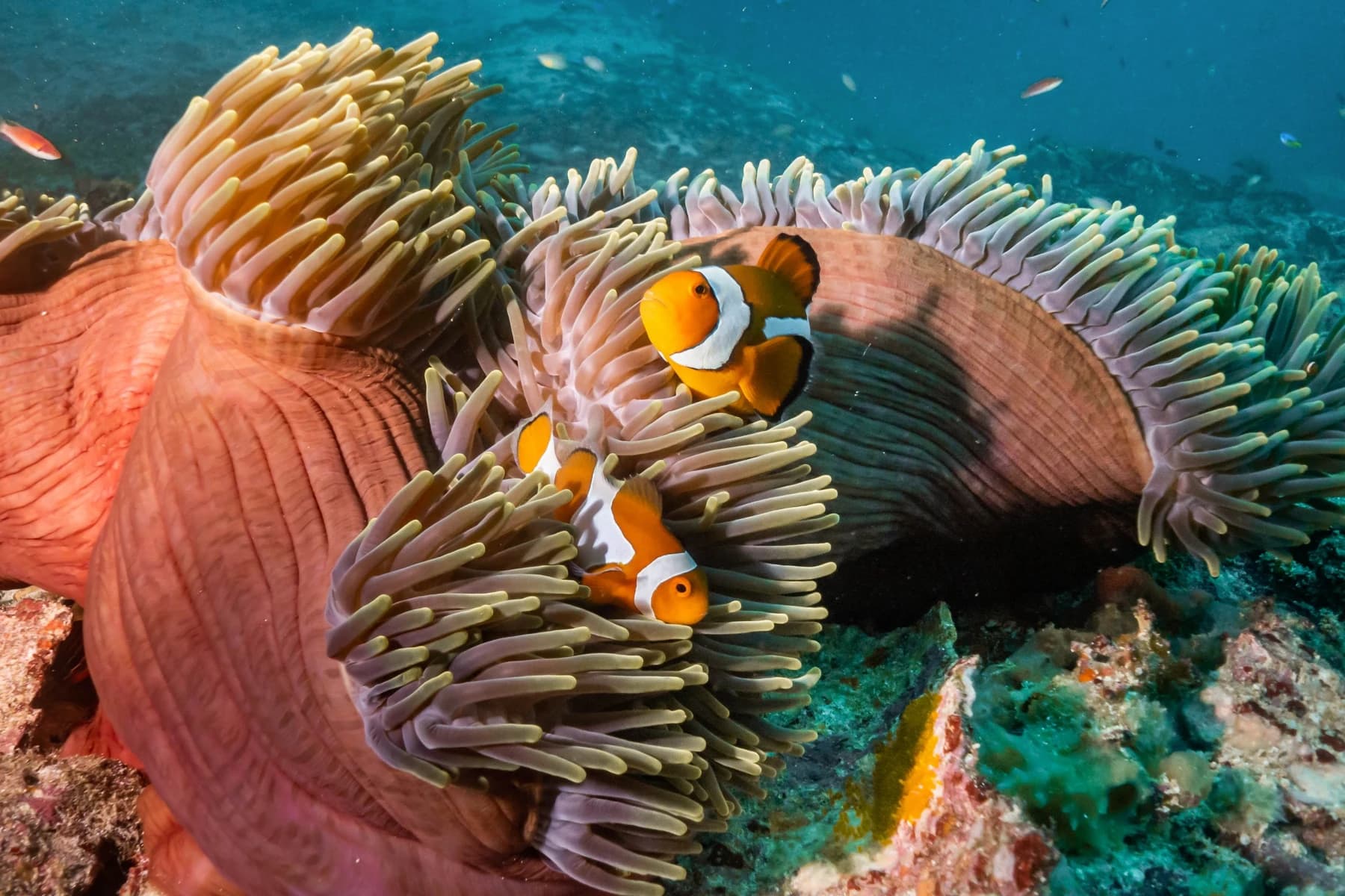 Safari Plongée à Raja Ampat 16