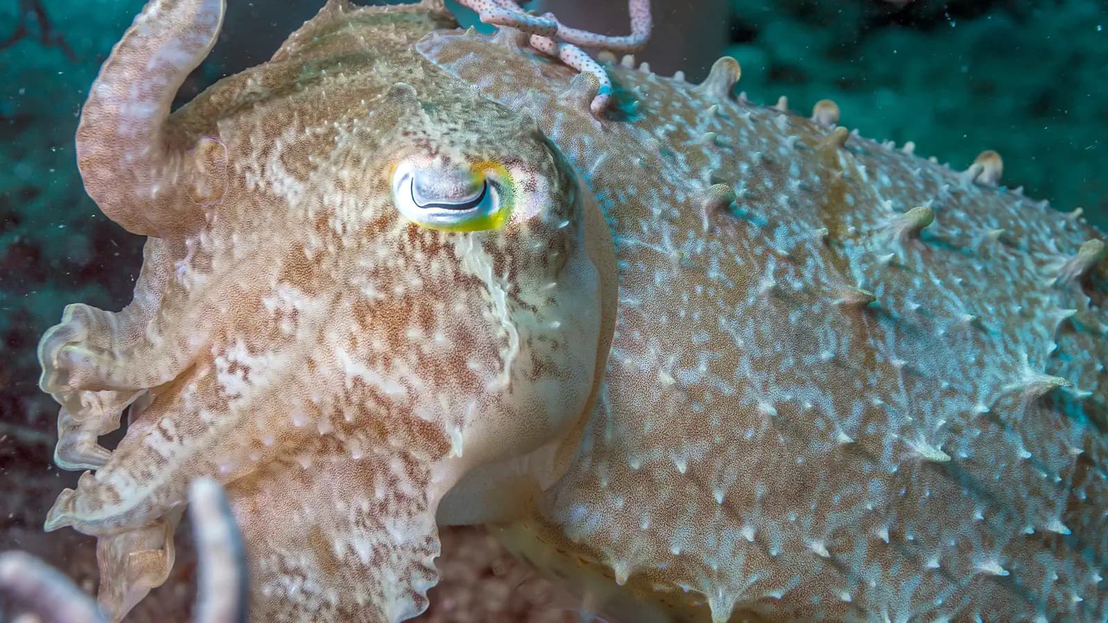 Cuttlefish Hypnosis Hunting: How These Illusionists Catch Prey in Plain Sight