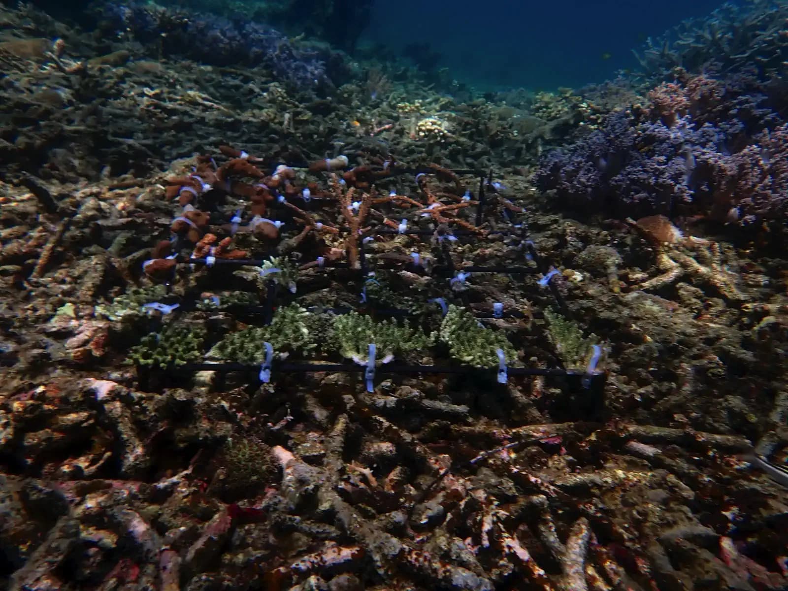 Katembe Raja Ampat 25