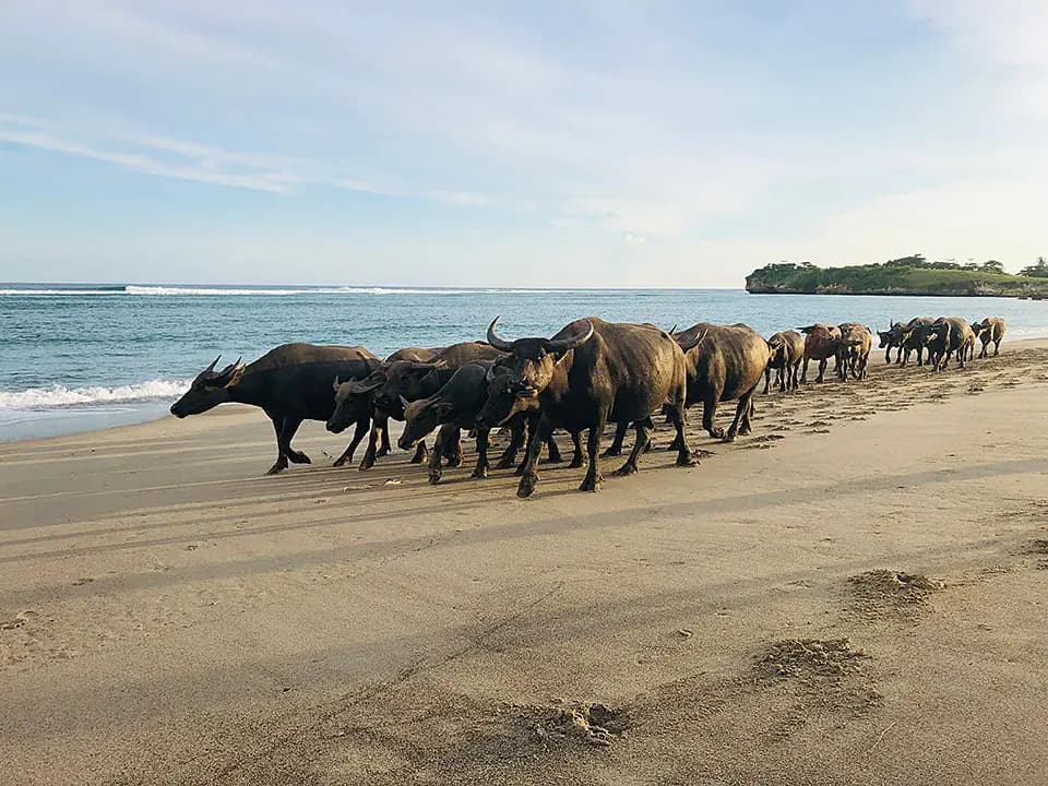 Sumba Beach House 14