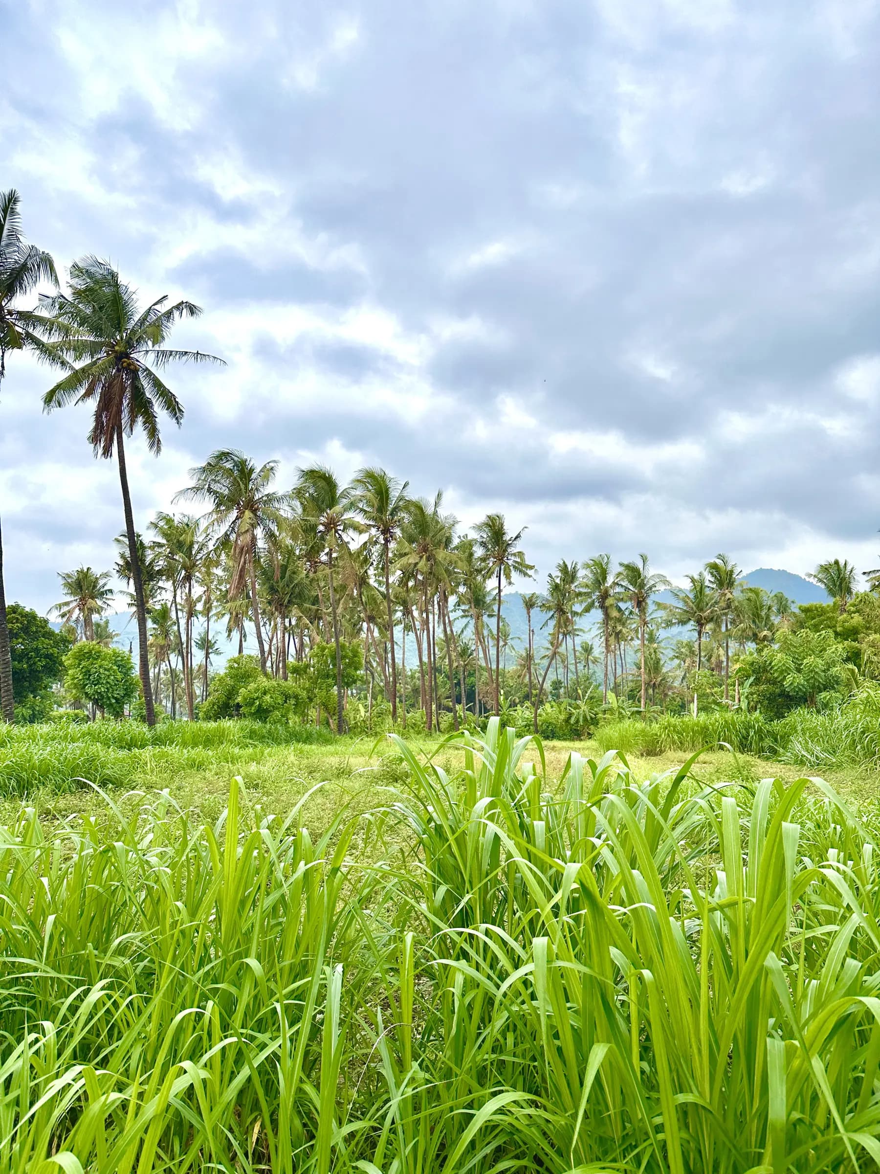 Jepun Hill Studios 40