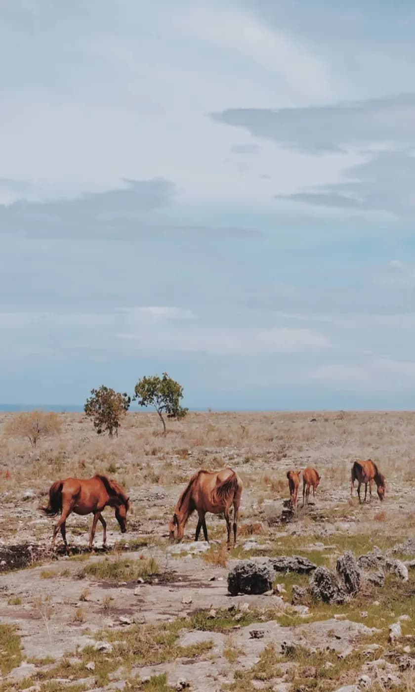 Sumba 1