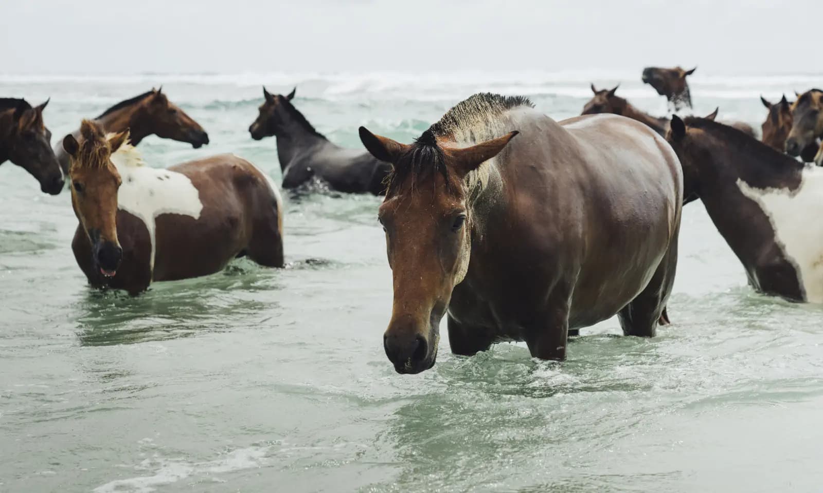 Sumba 24