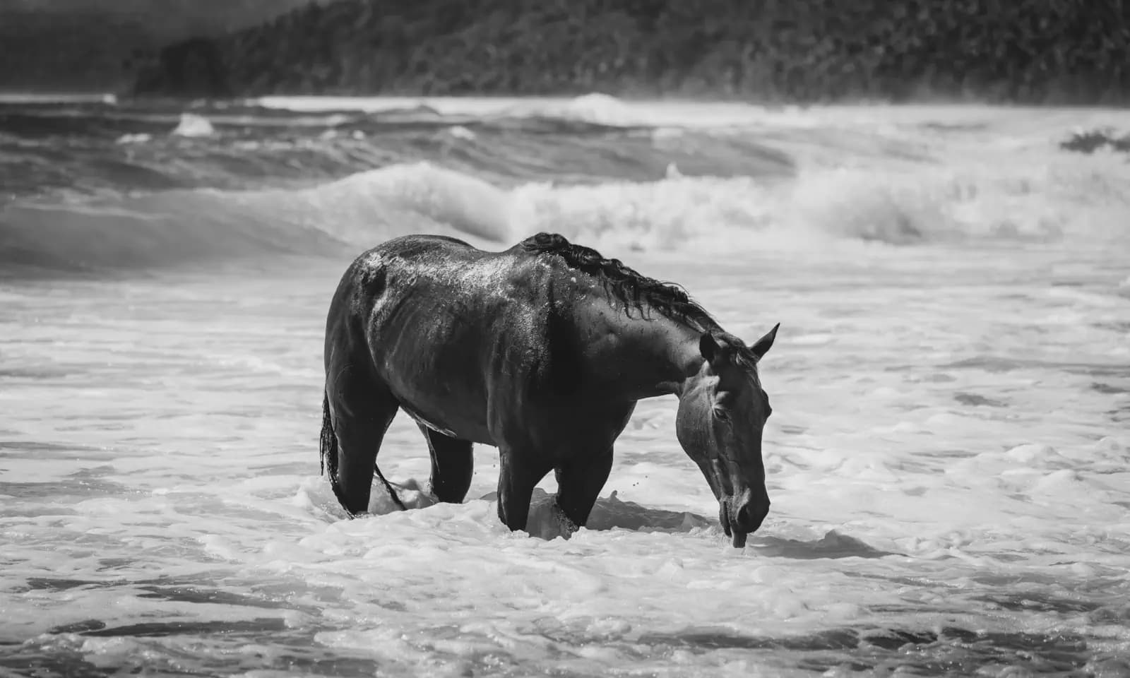 Sumba 31