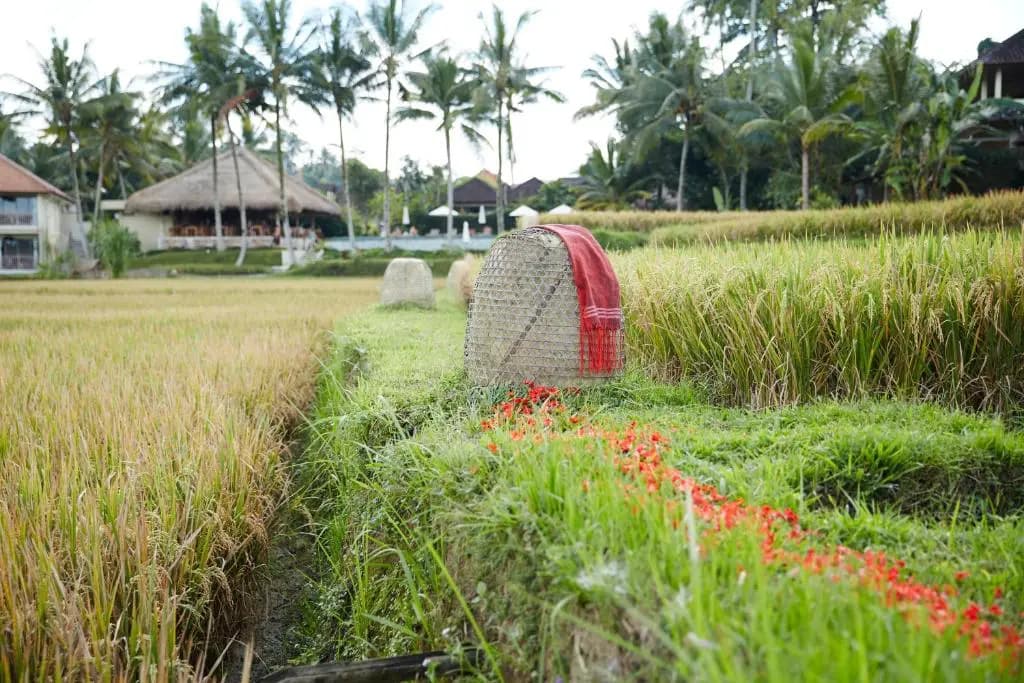 Mathis Retreat Ubud 15